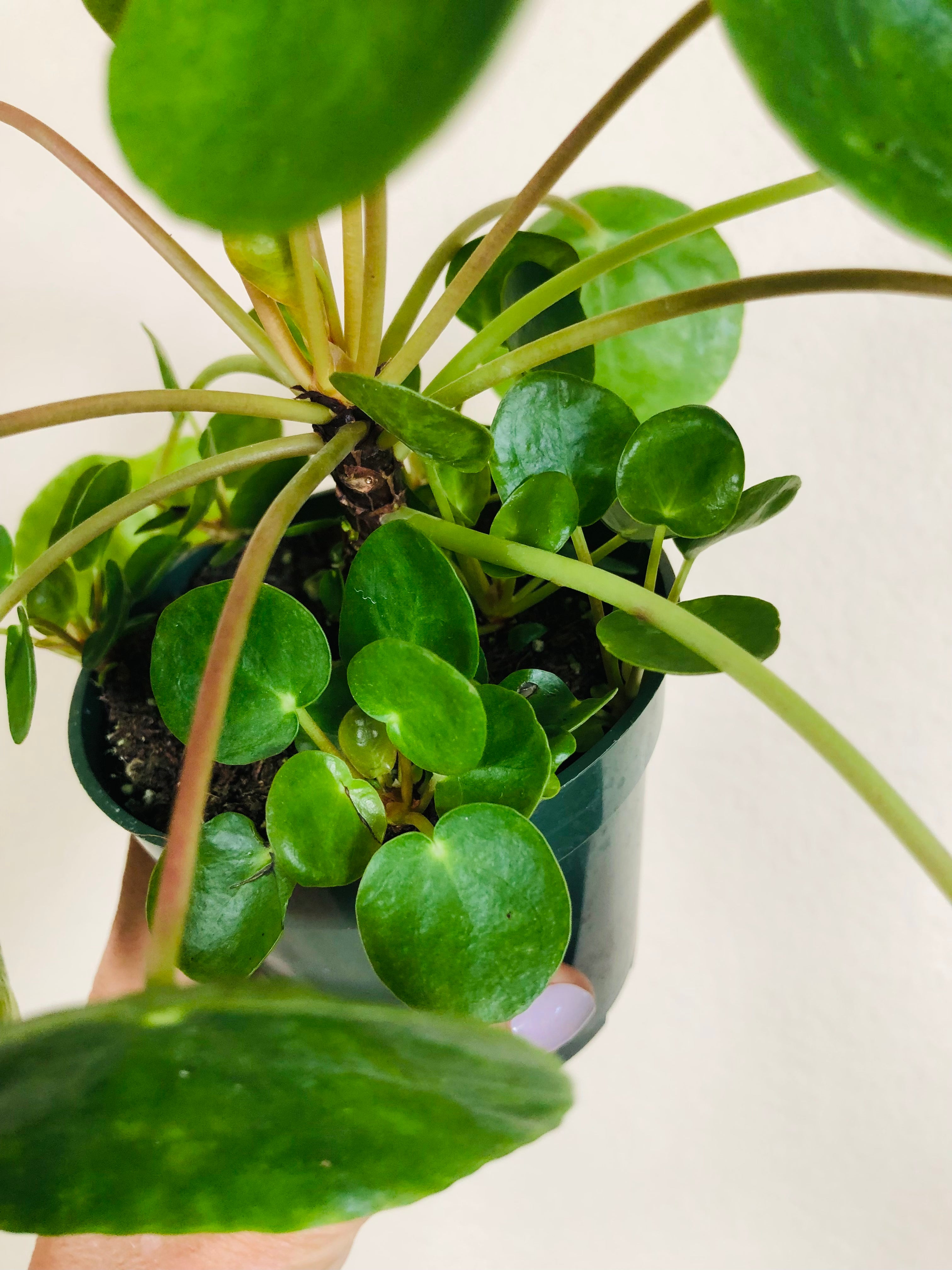 Pilea Peperomioides
