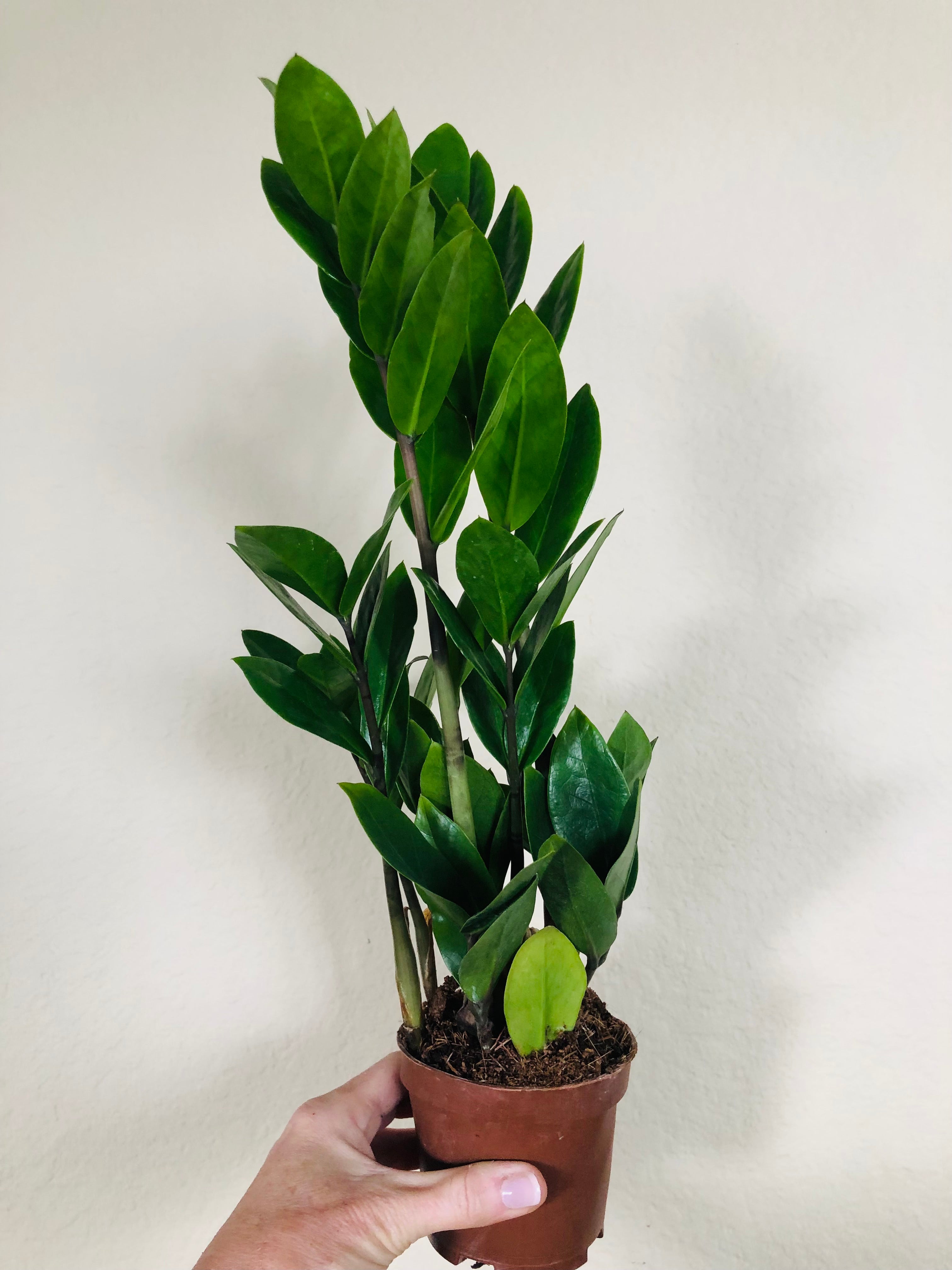 Zamioculcas Zamiifolia 'ZZ'