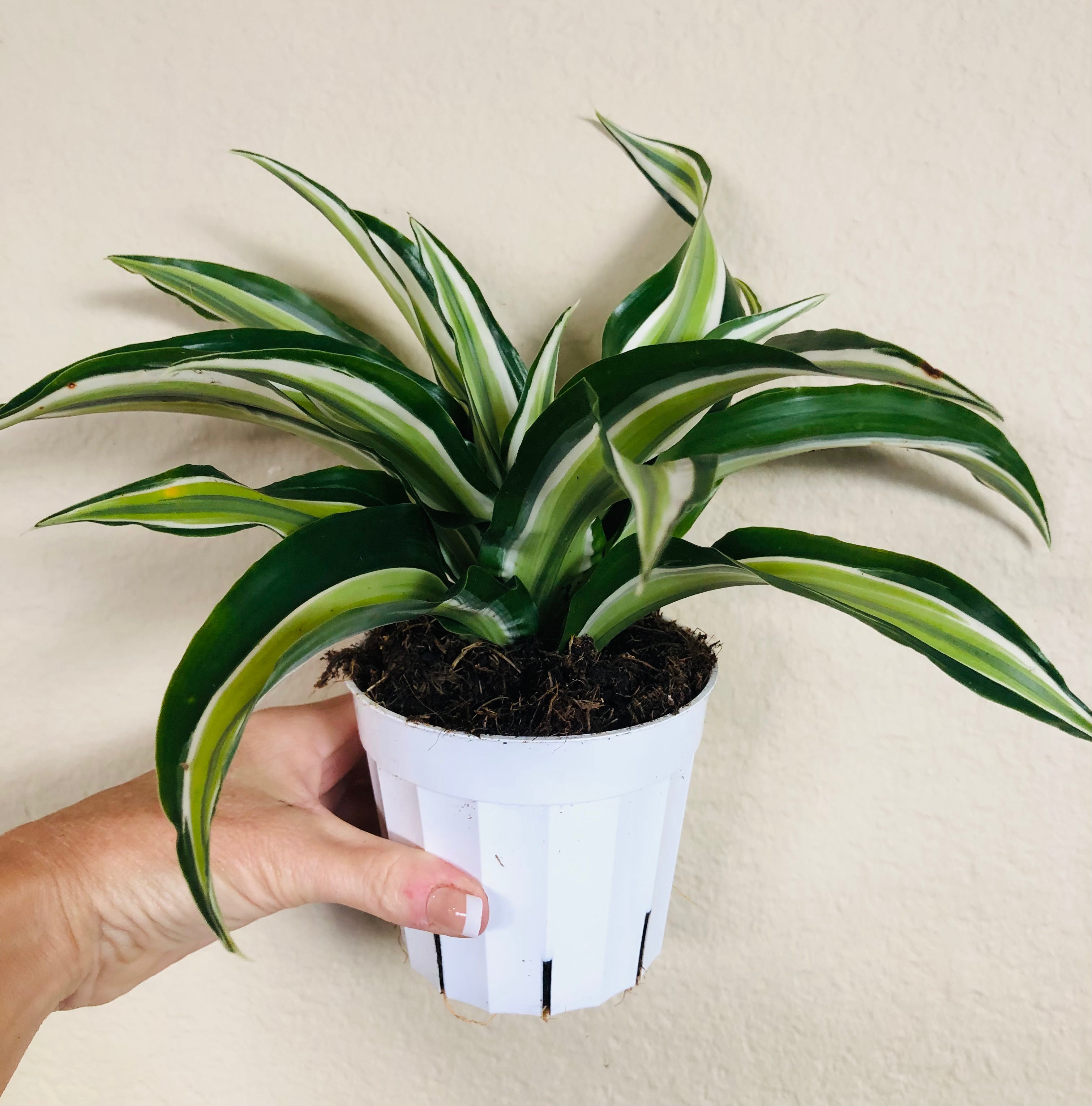 Dracaena 'Malaika'