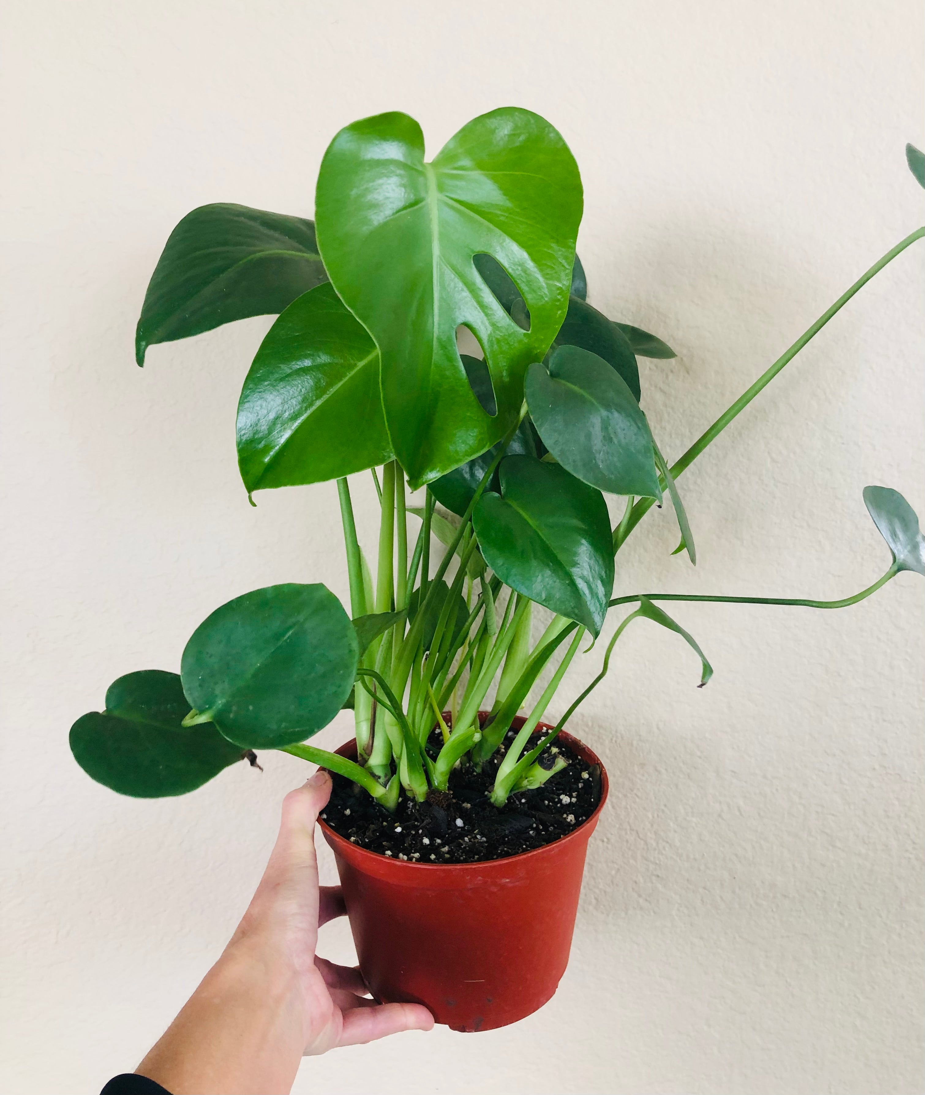 Monstera Deliciosa