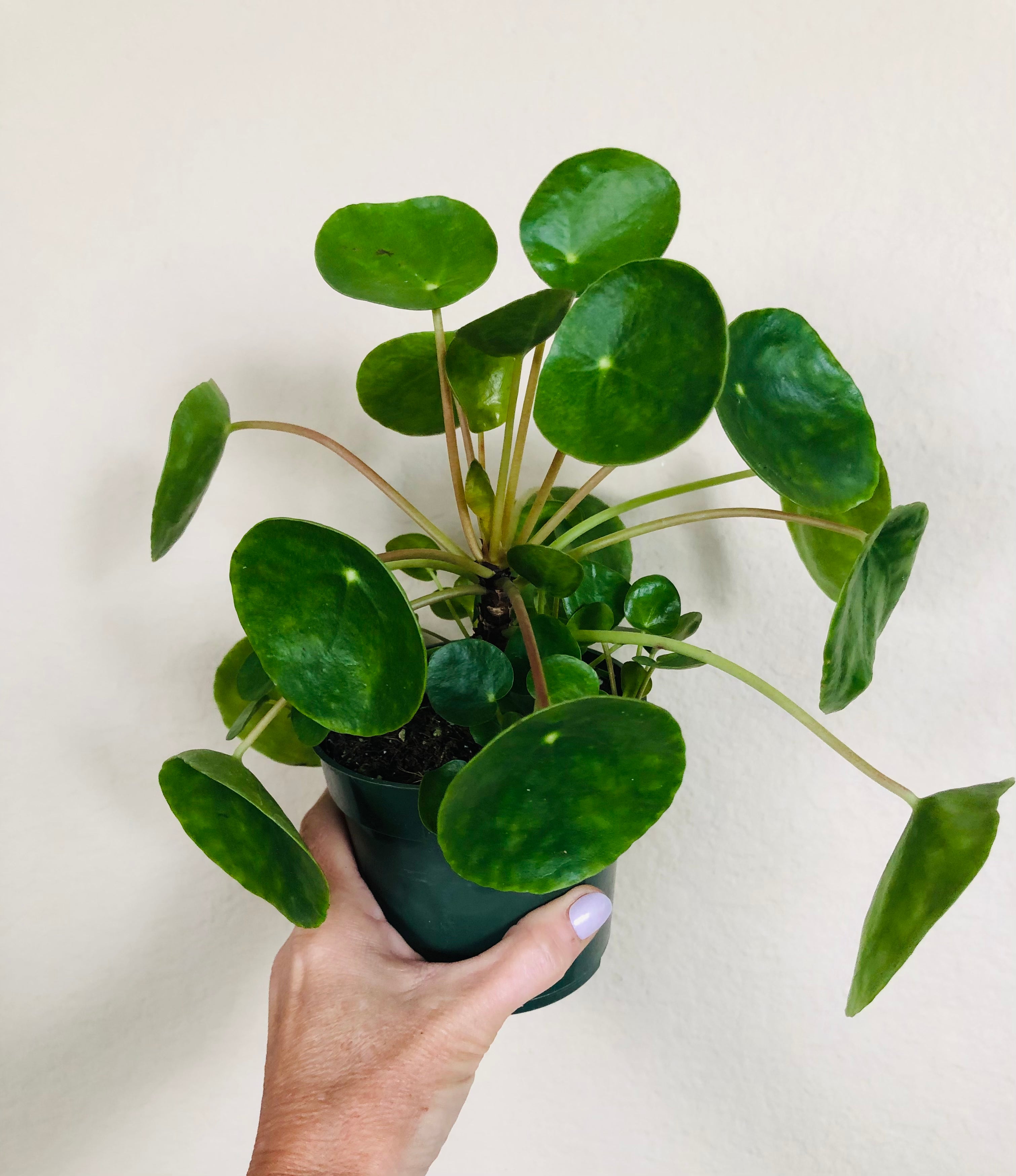 Pilea Peperomioides