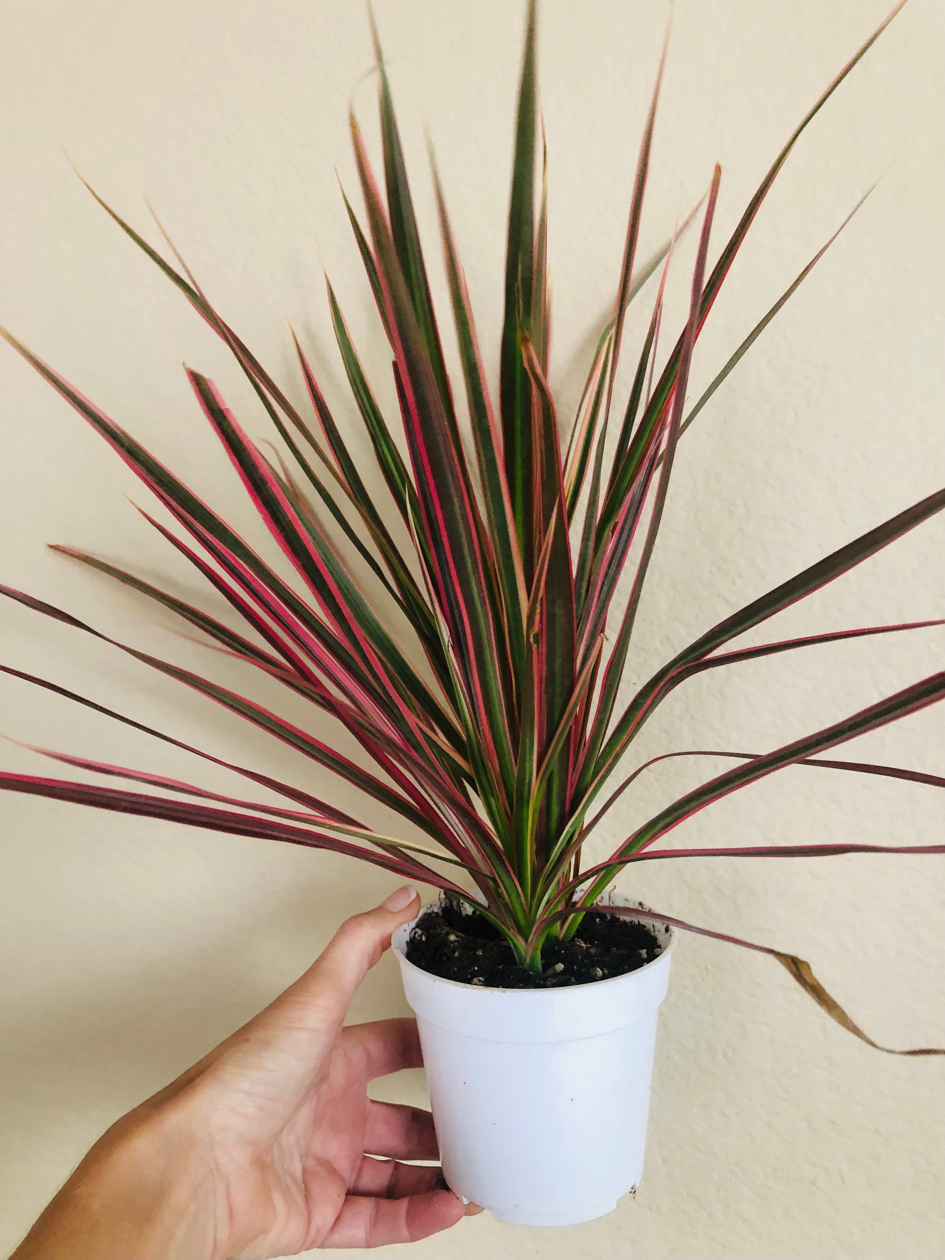 Dracaena Colorama