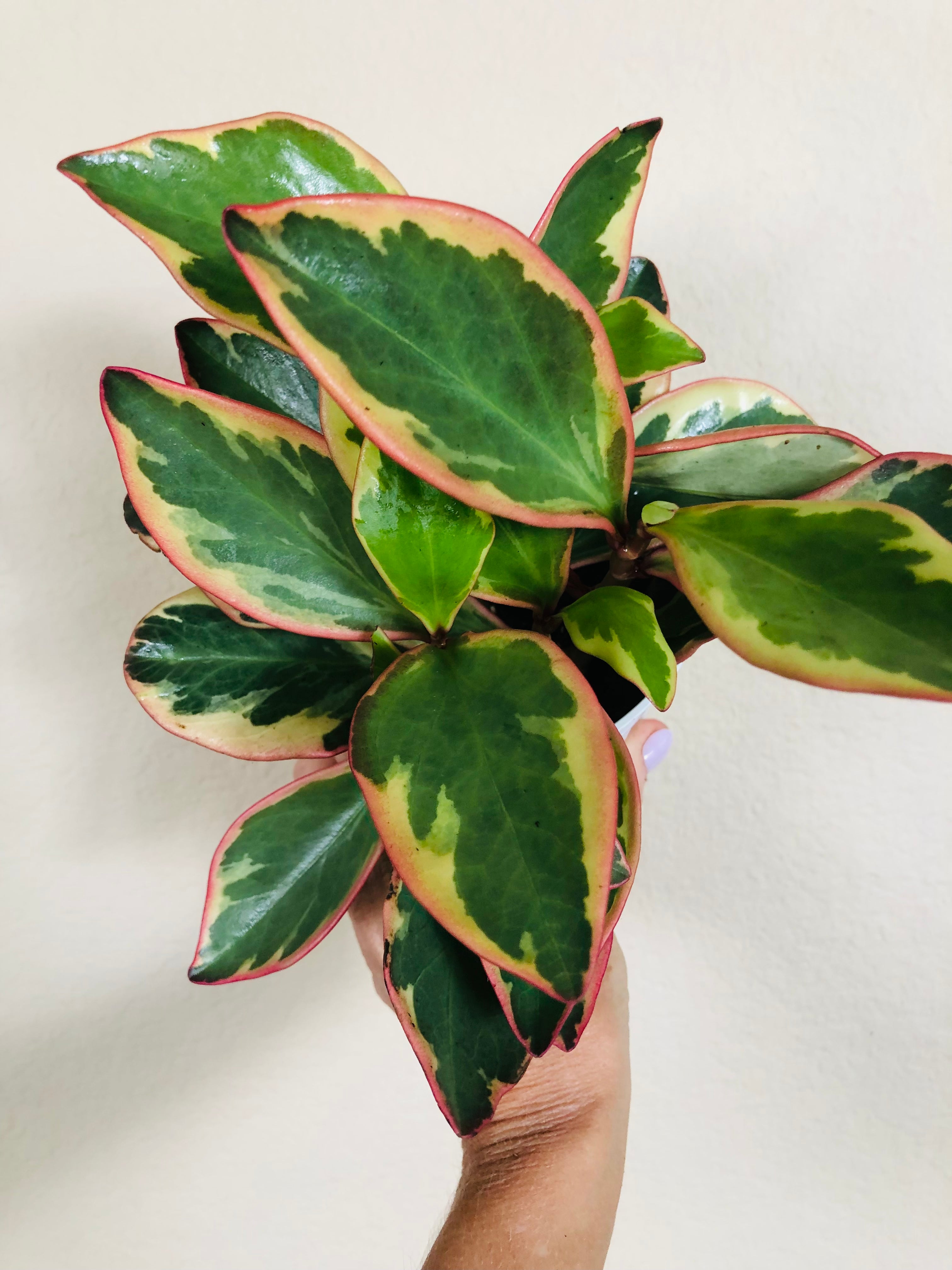 Peperomia 'Ginny'