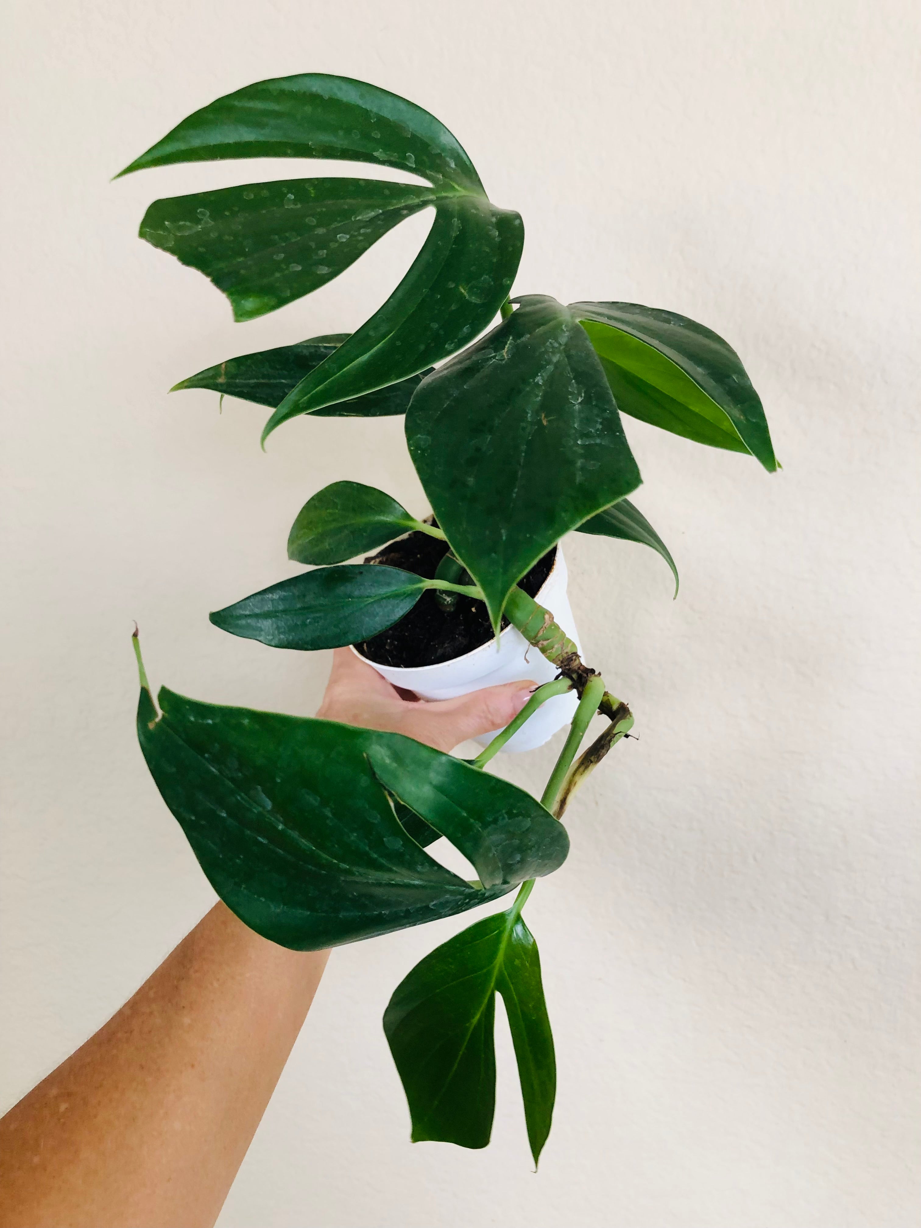 Rhaphidophora Decursiva "Dragon Tail"