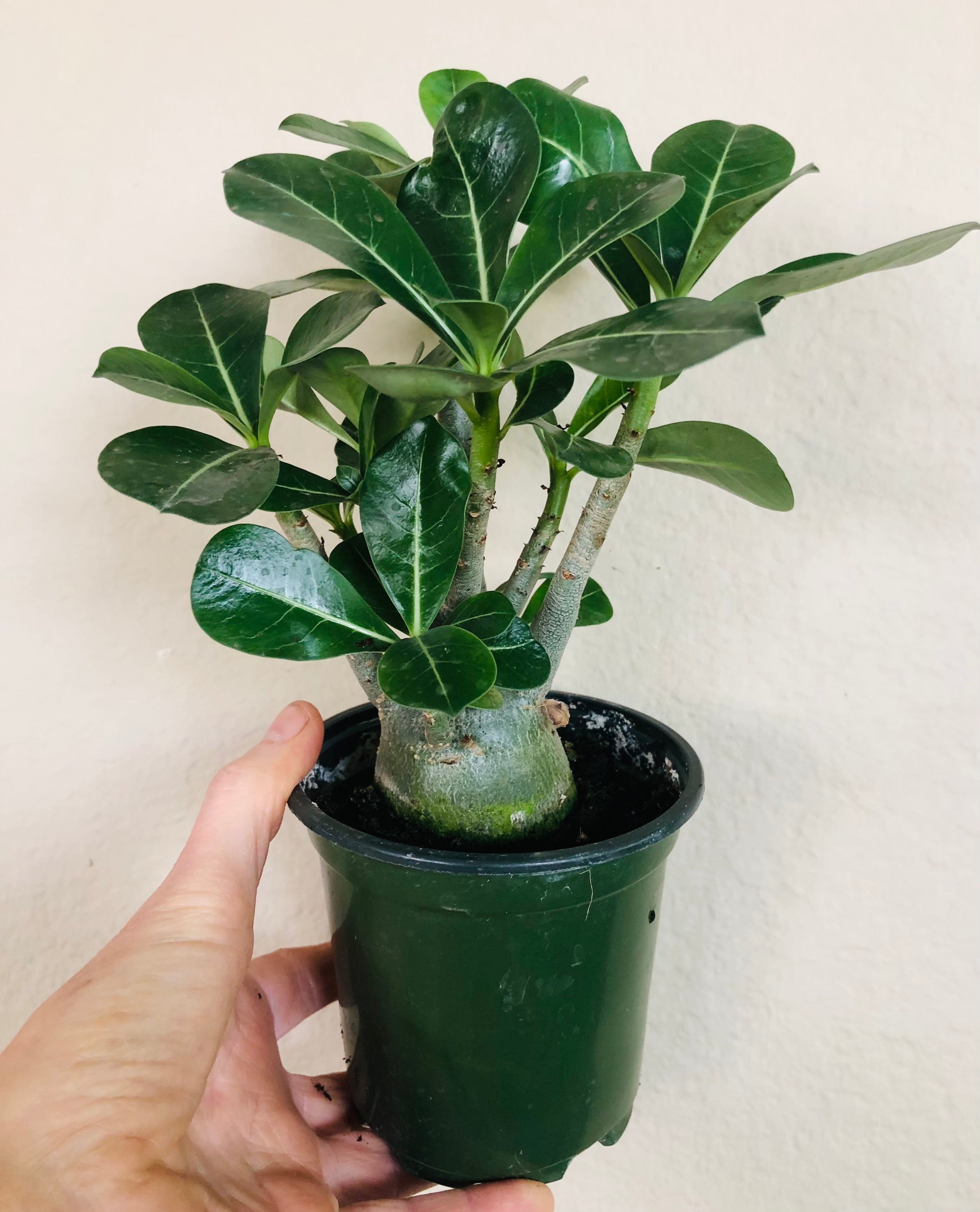 Adenium Obesum 'Desert Rose'