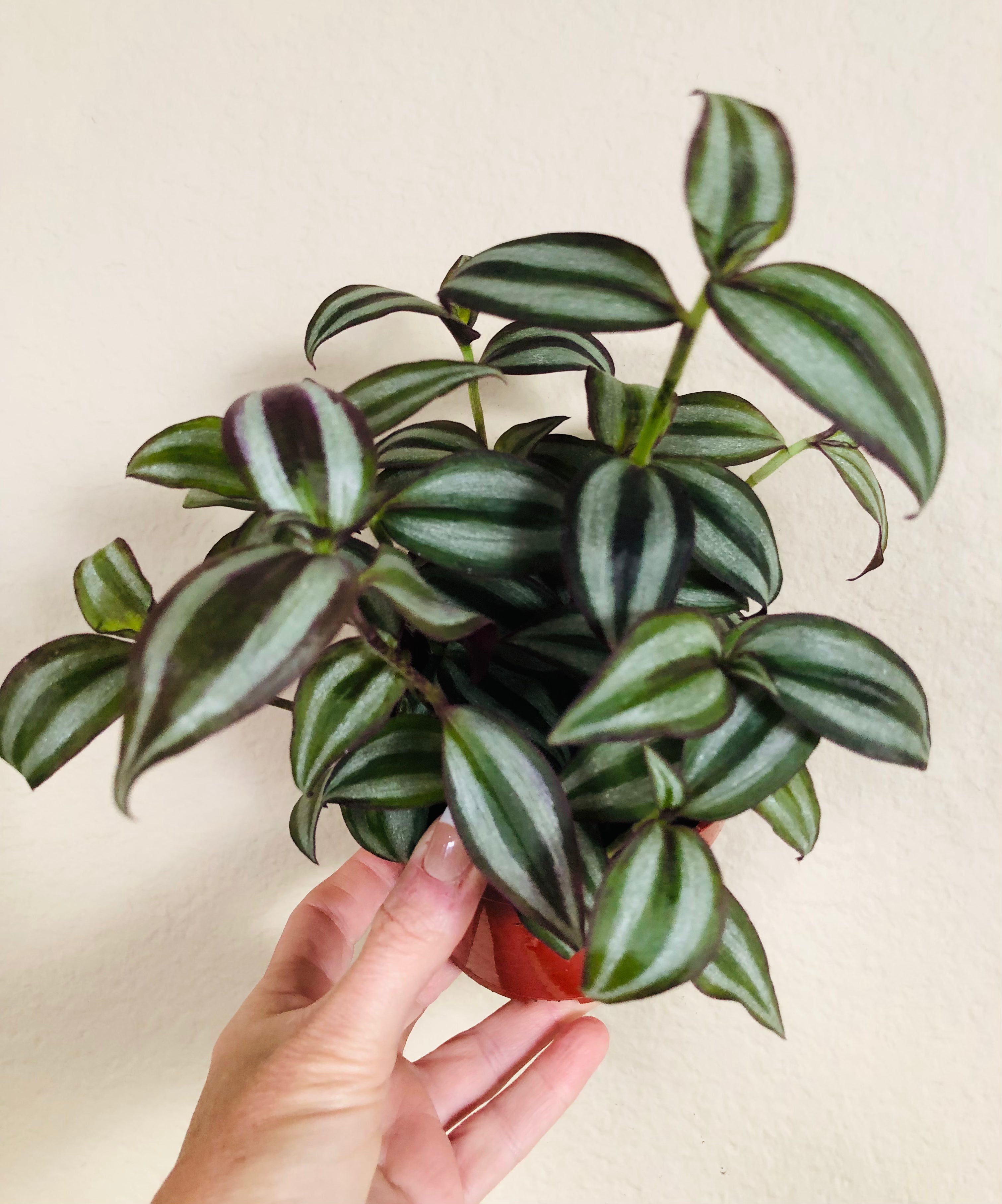 Tradescantia 'Silver Plus'