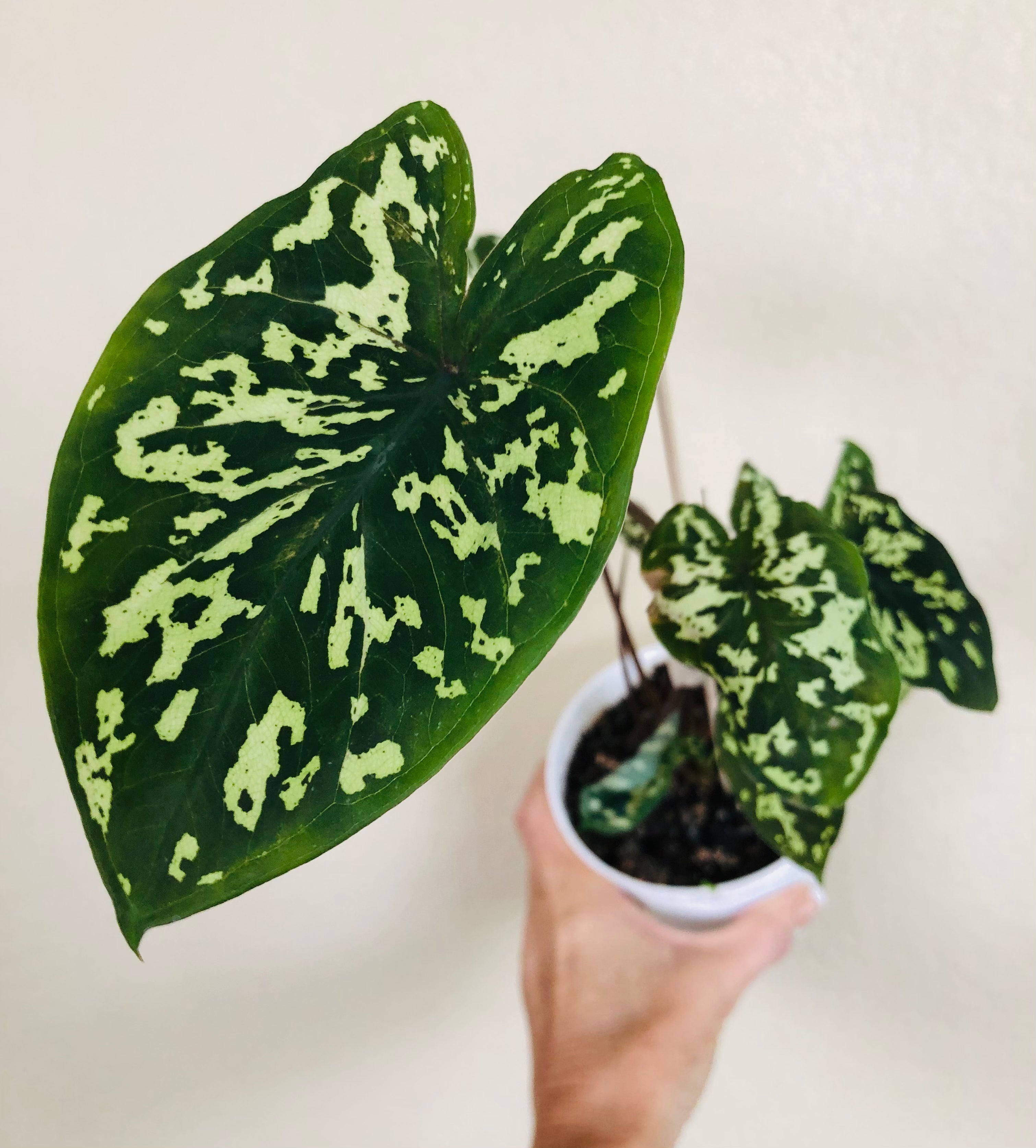 Alocasia Hilo Beauty