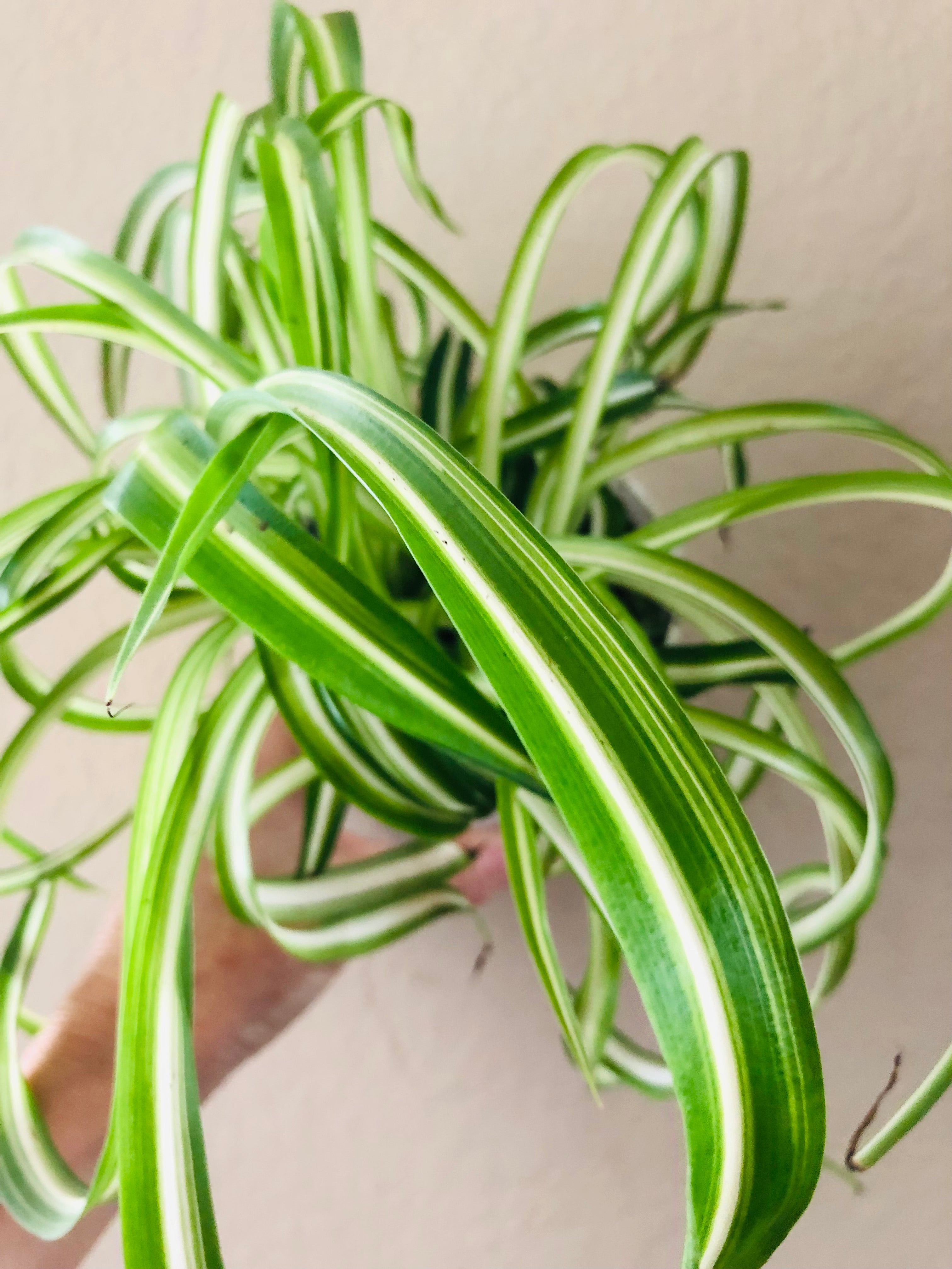 Chlorophytum Spider ‘Variegated’