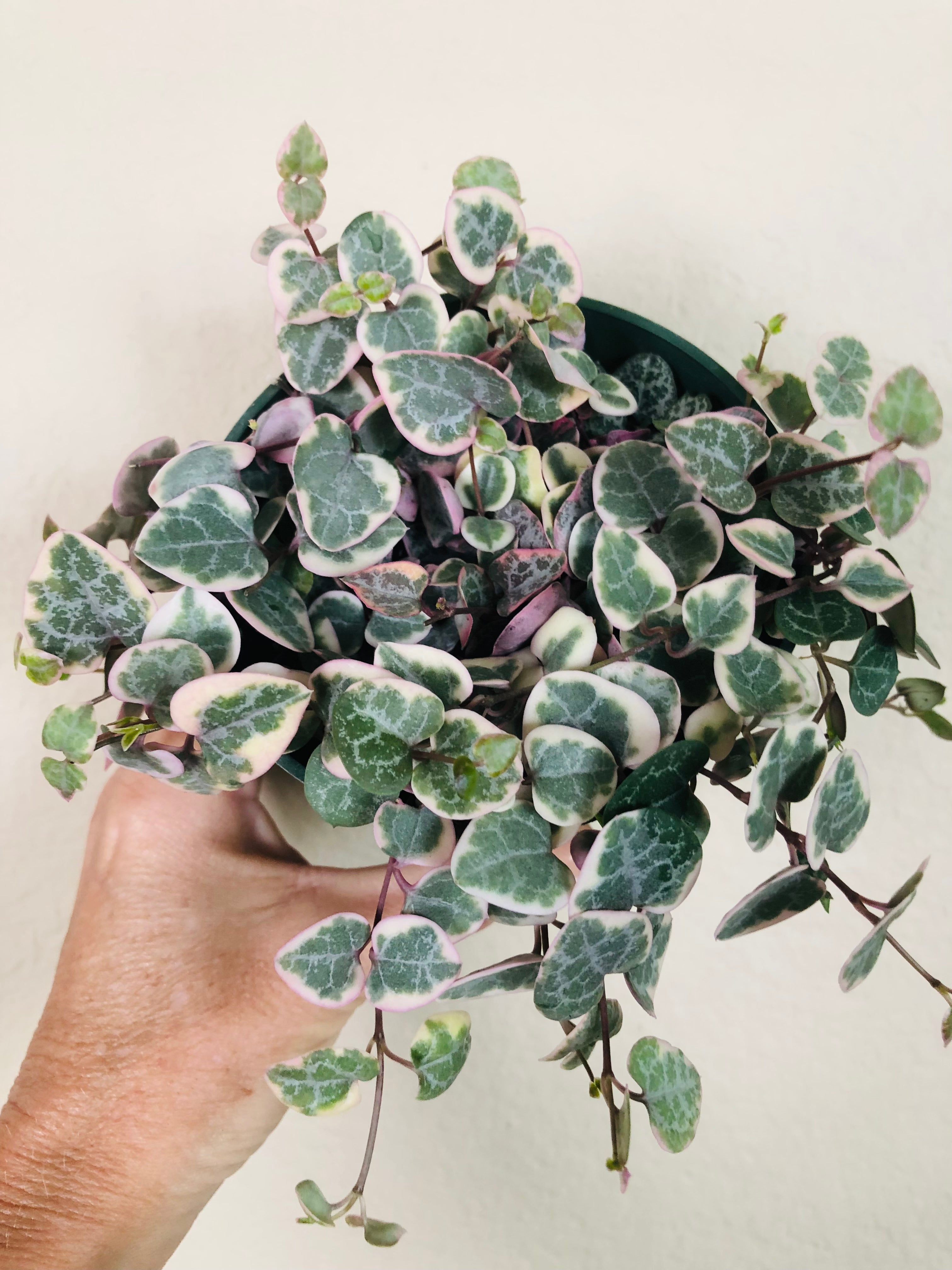 Variegated String Of Hearts