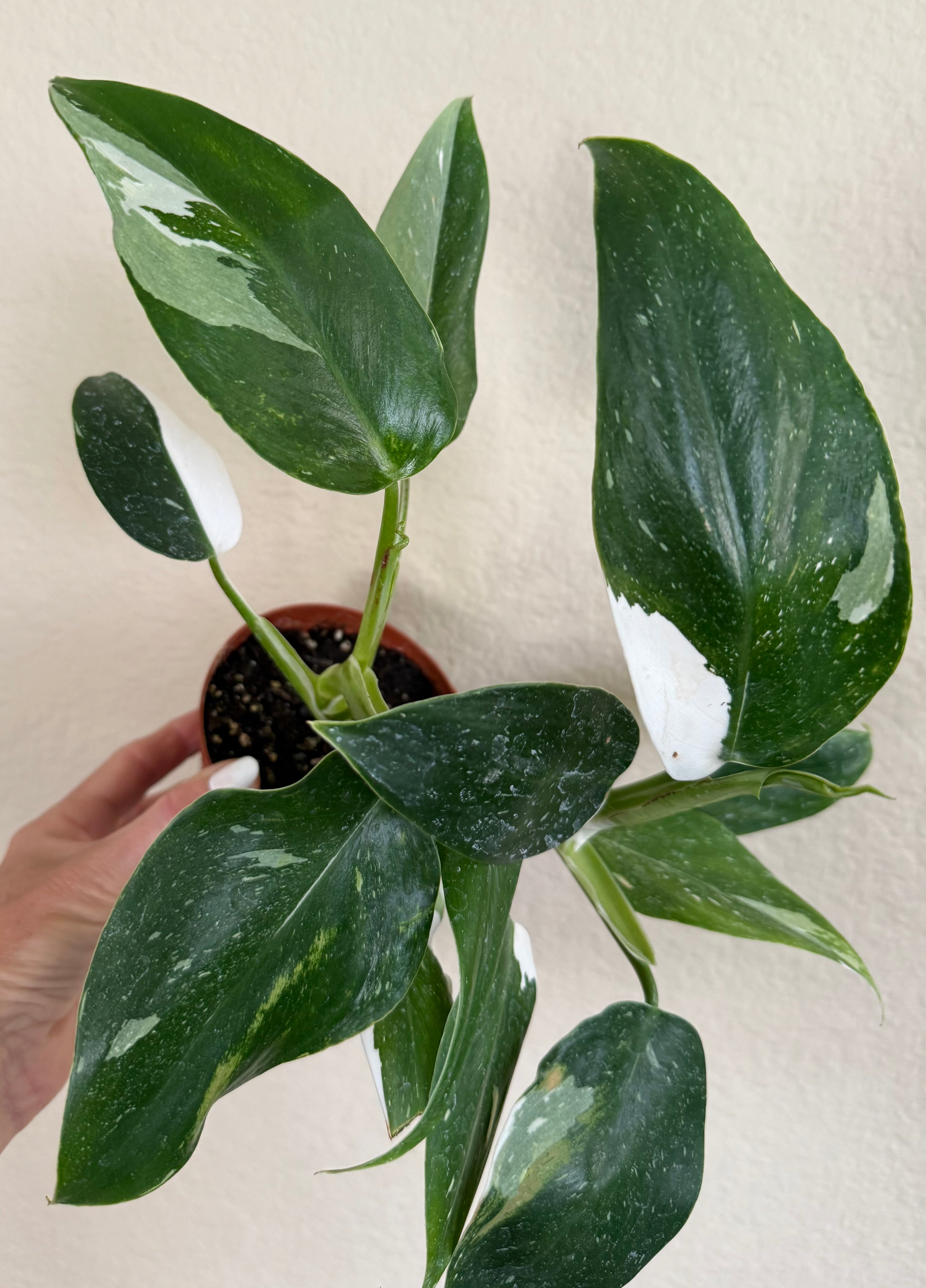 Philodendron 'White Wizard'