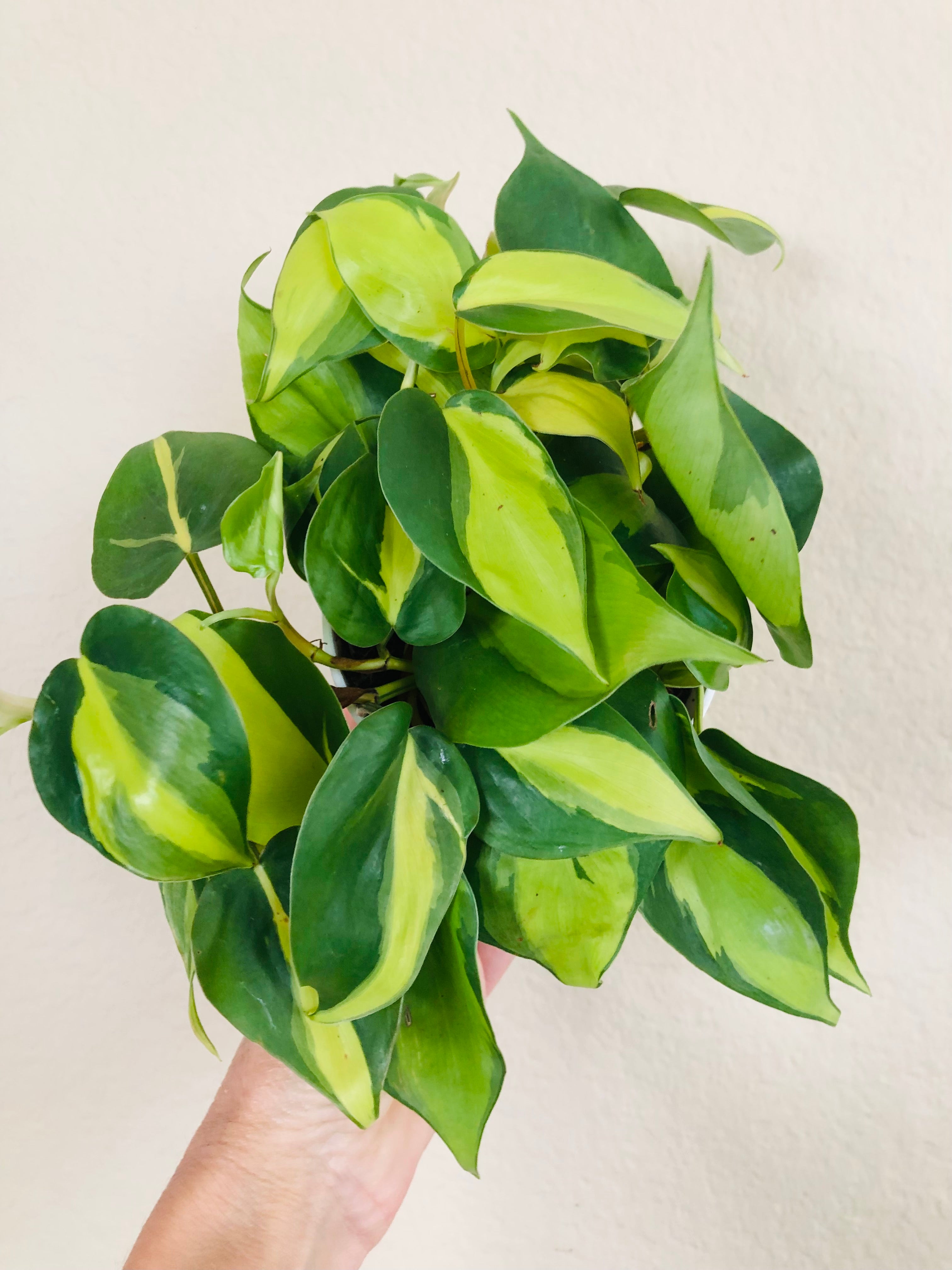 Philodendron 'Brasil'