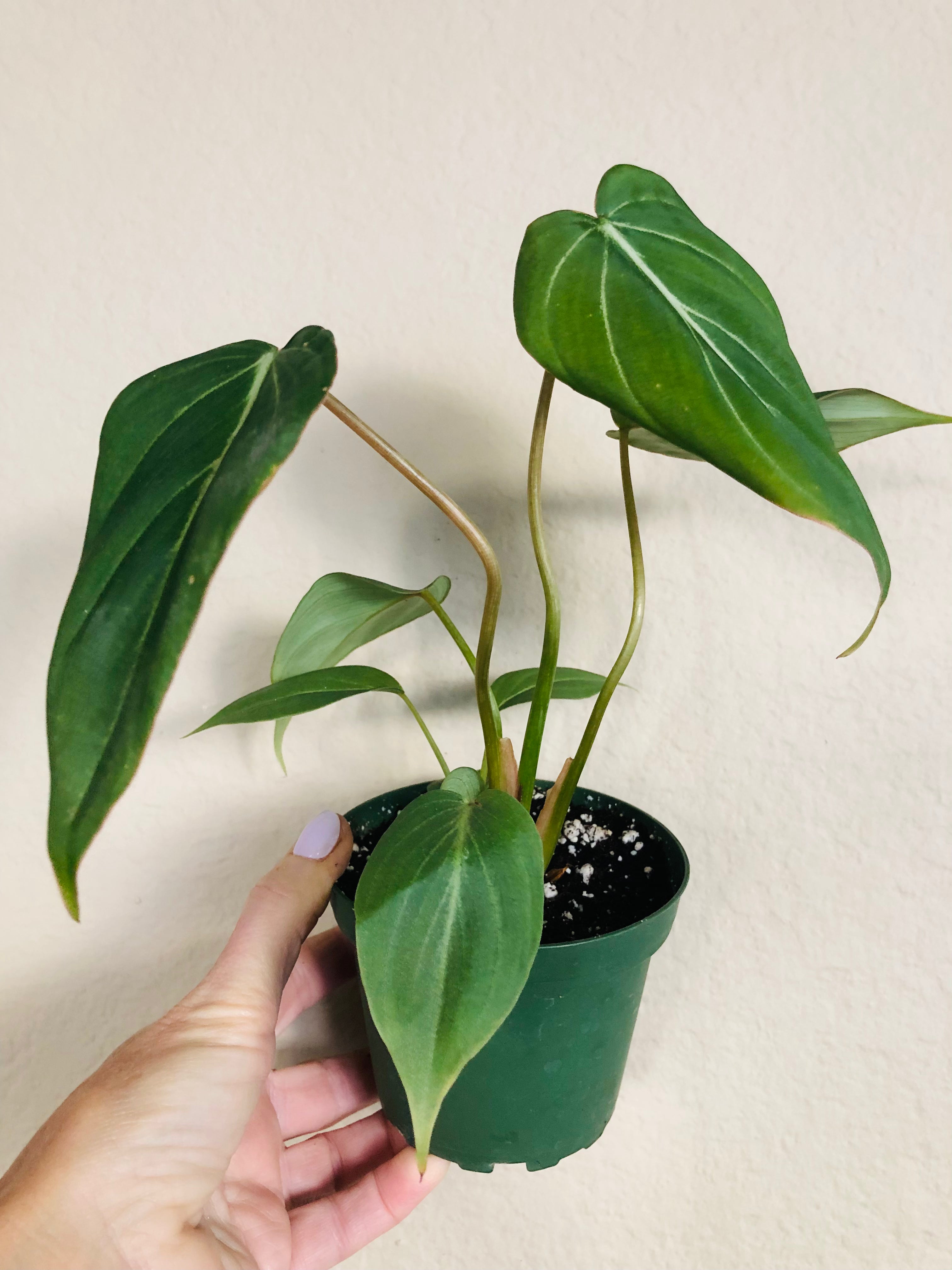 Philodendron 'Gloriosum'