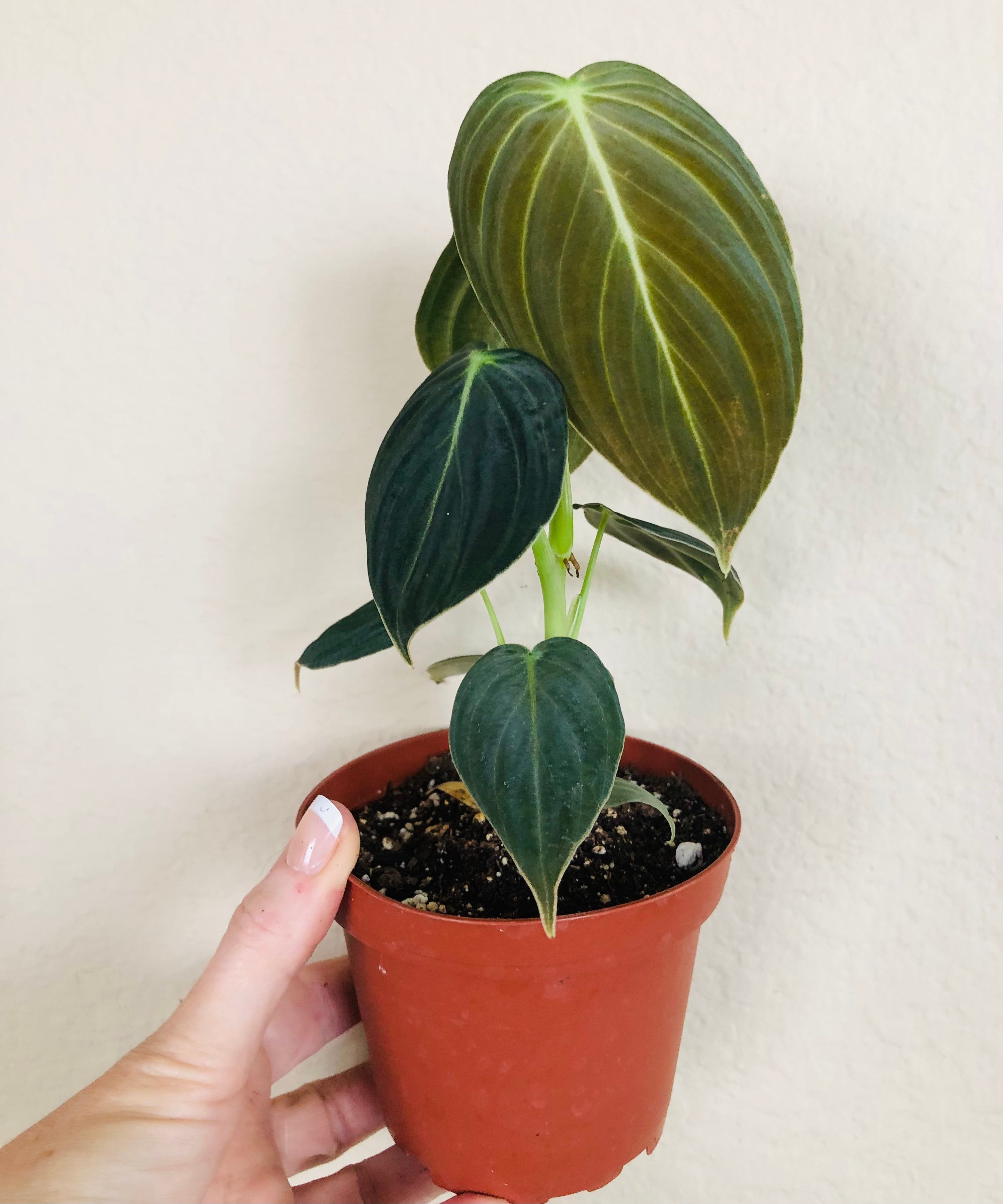 Philodendron Melanochrysum