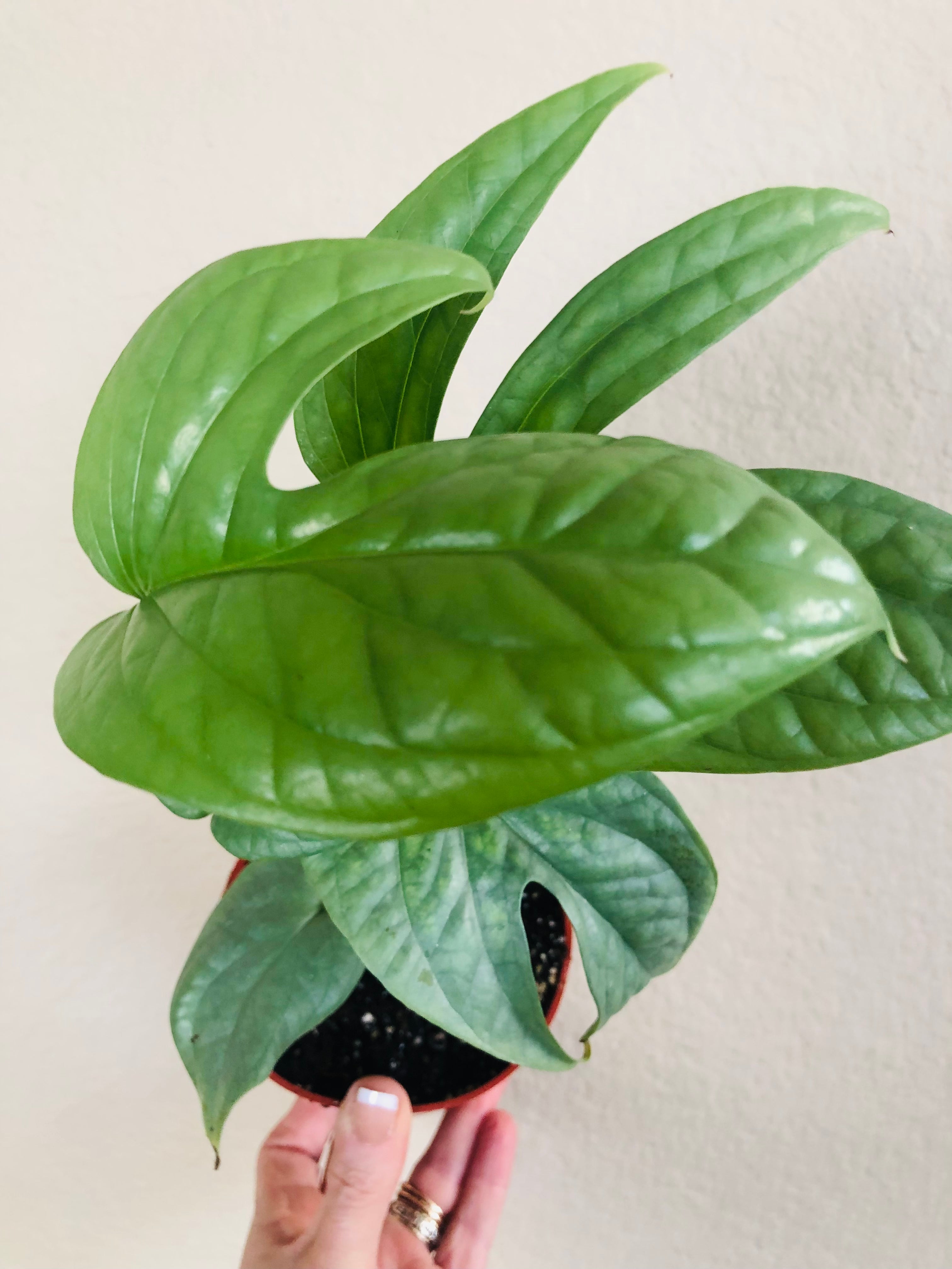 Monstera 'Spiderman'