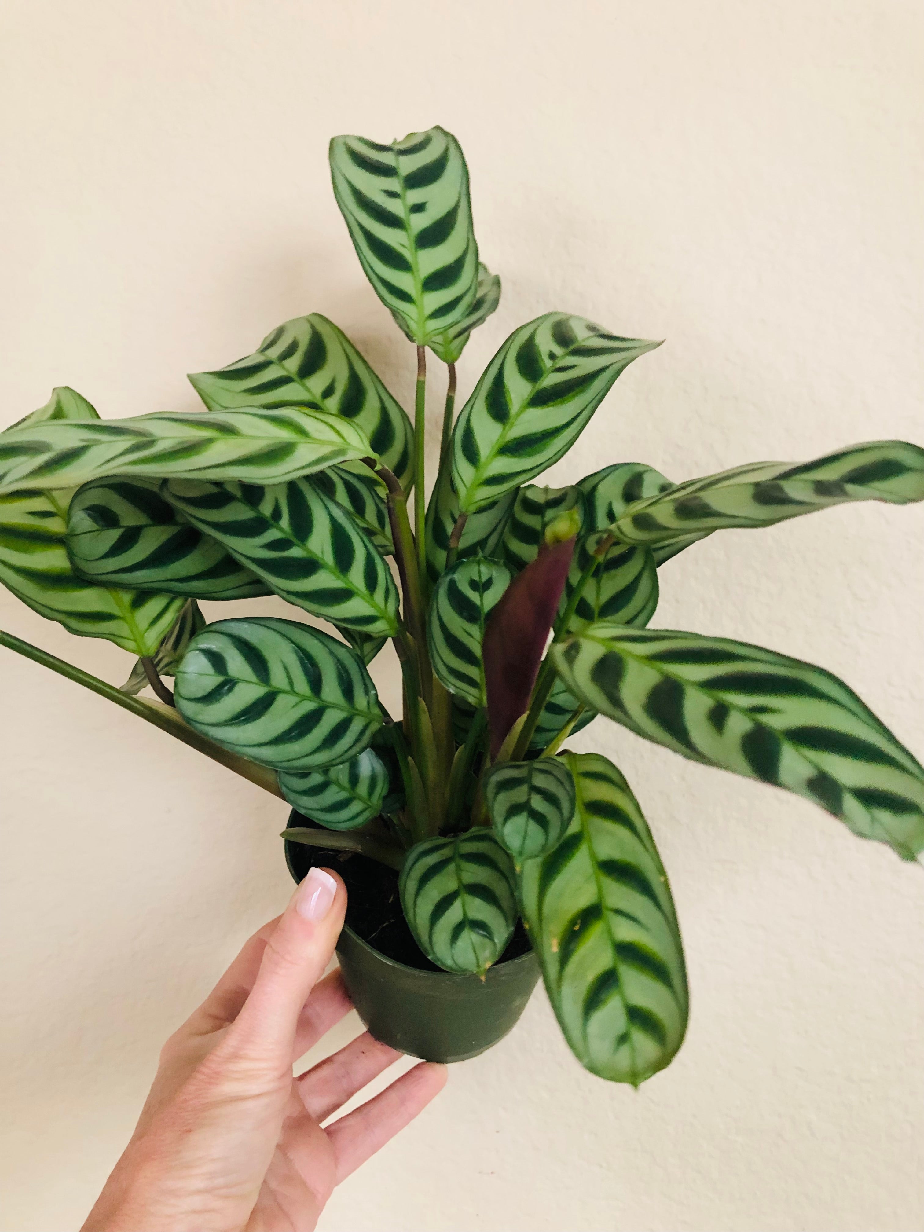 Calathea 'Burle Marxii'