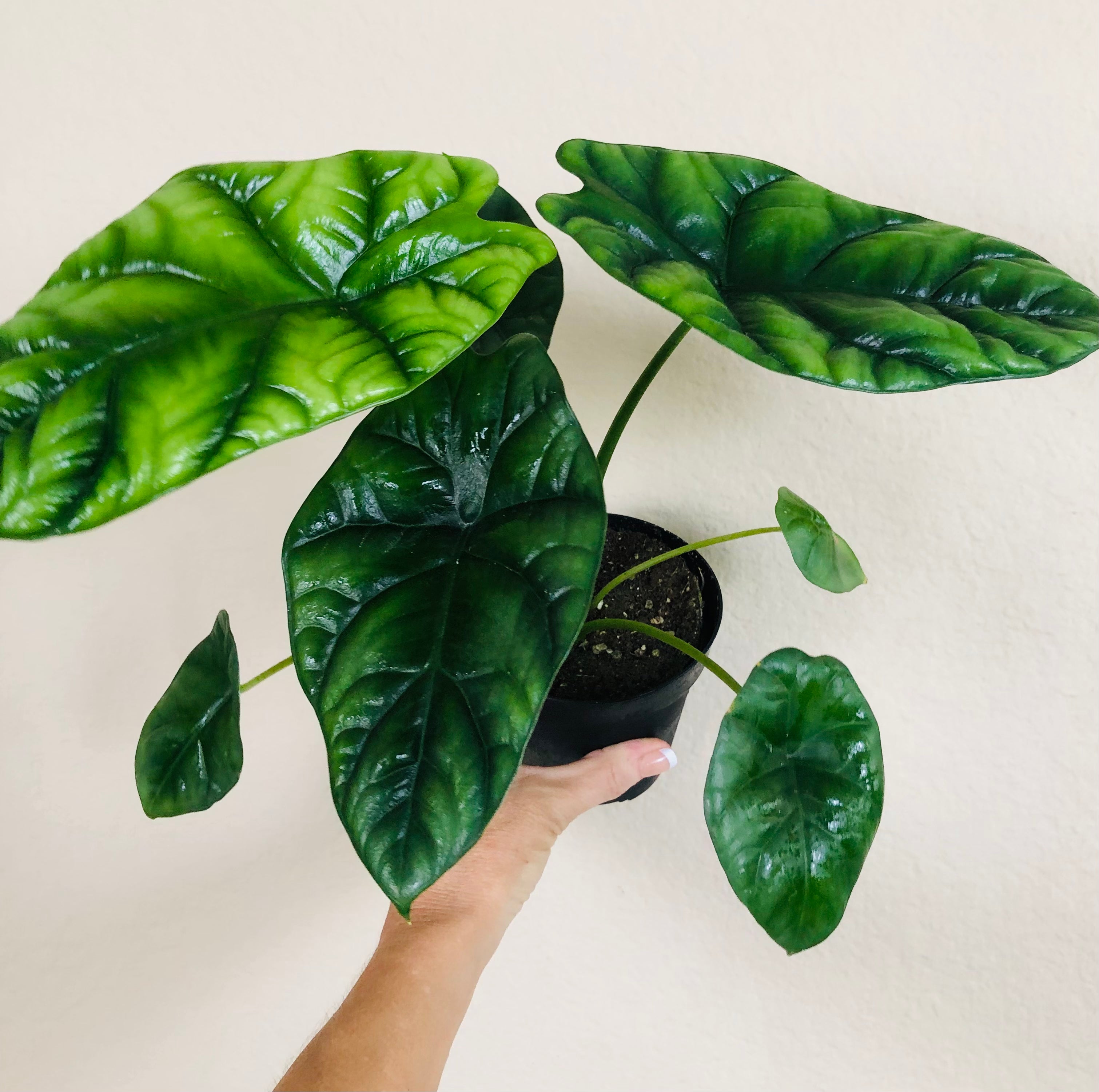 Alocasia 'Quilted Dreams'