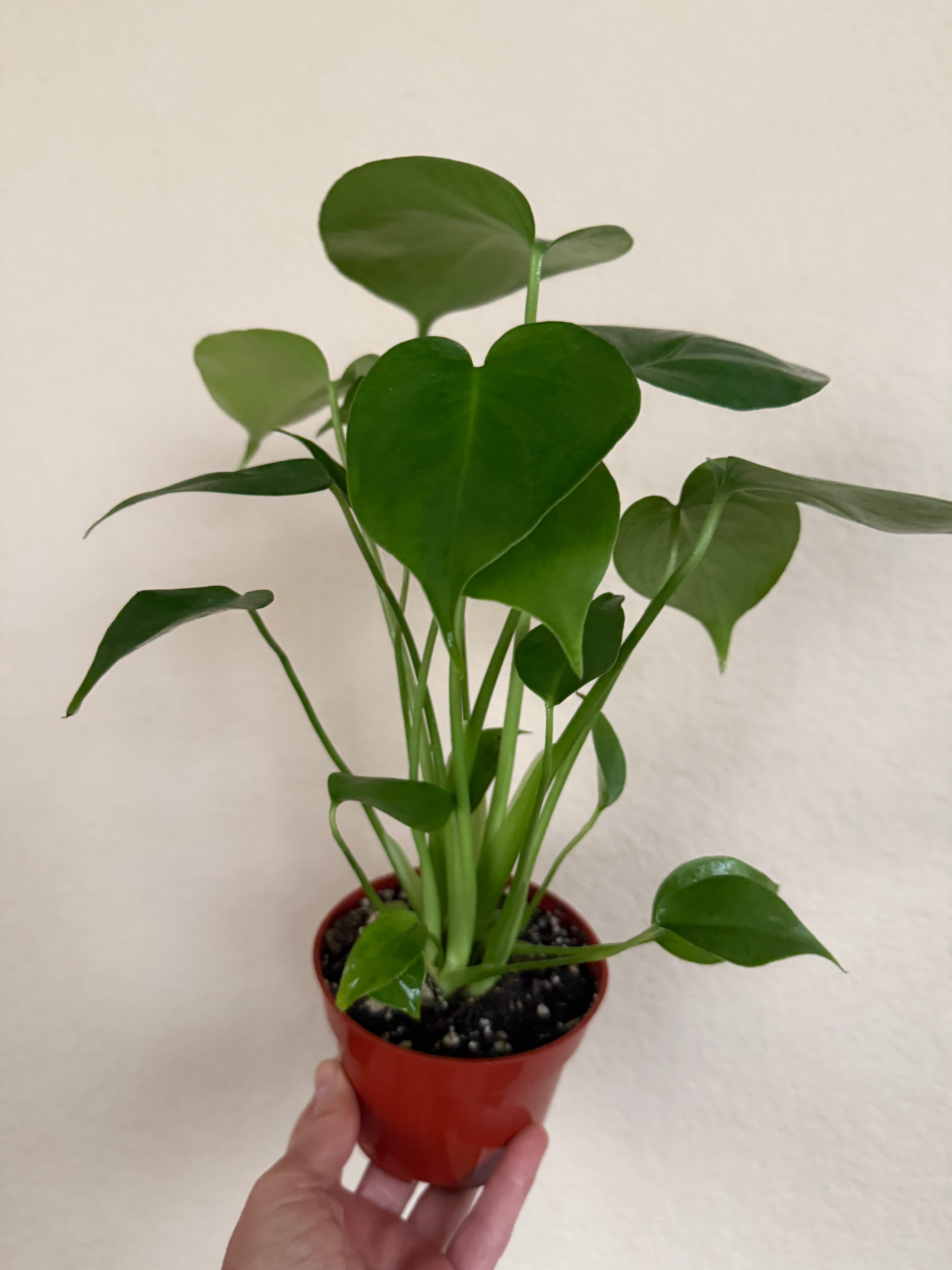 Monstera Deliciosa