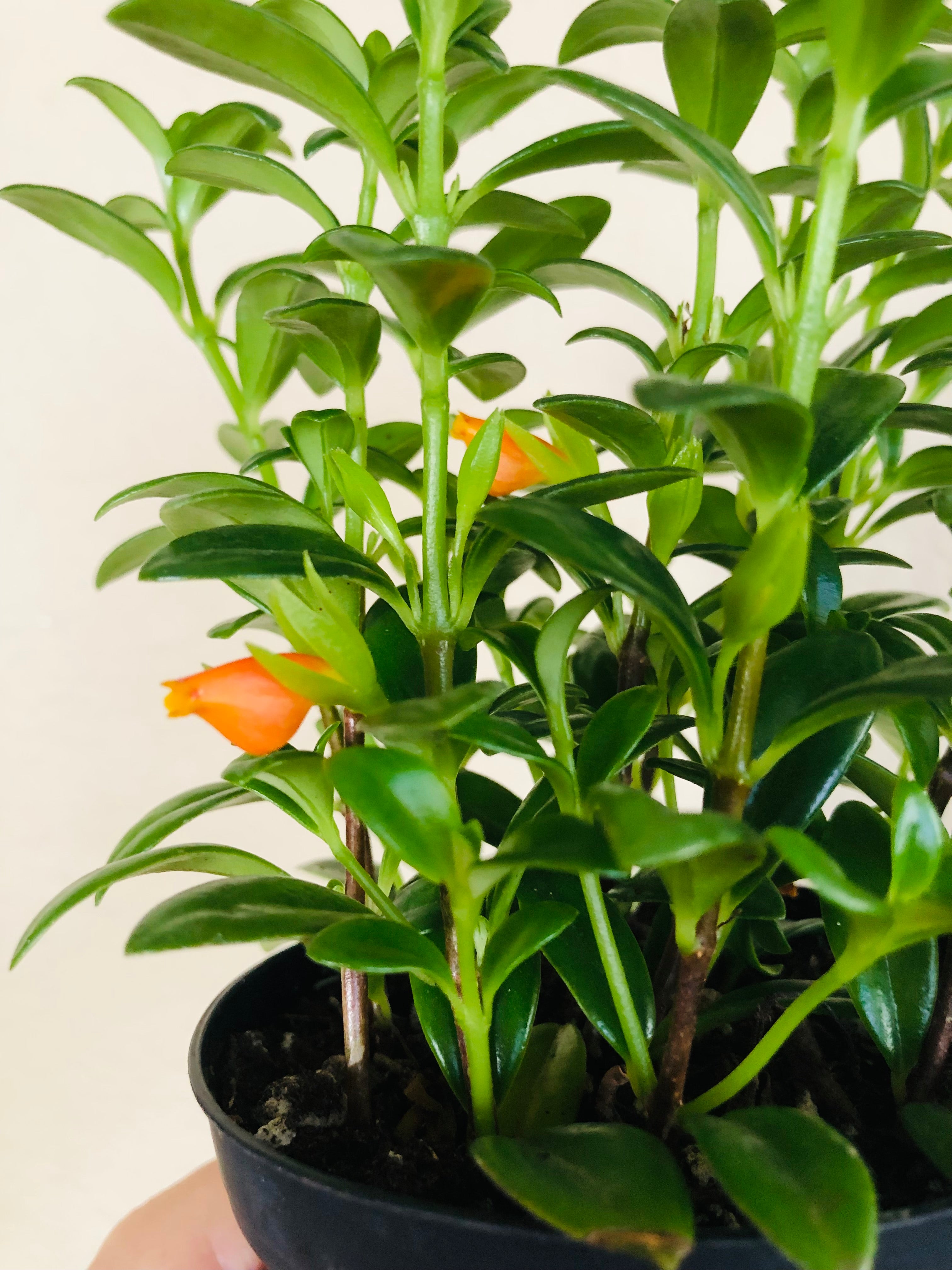 Goldfish Plant