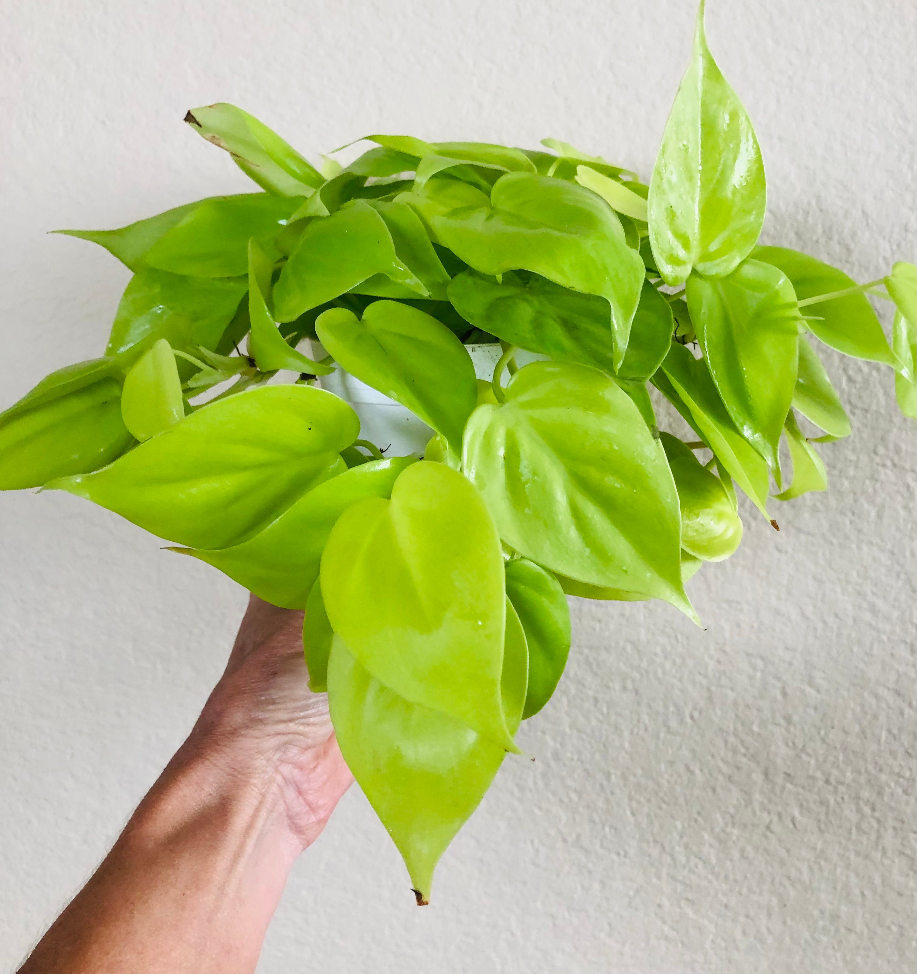 Philodendron Cordatum 'Neon'