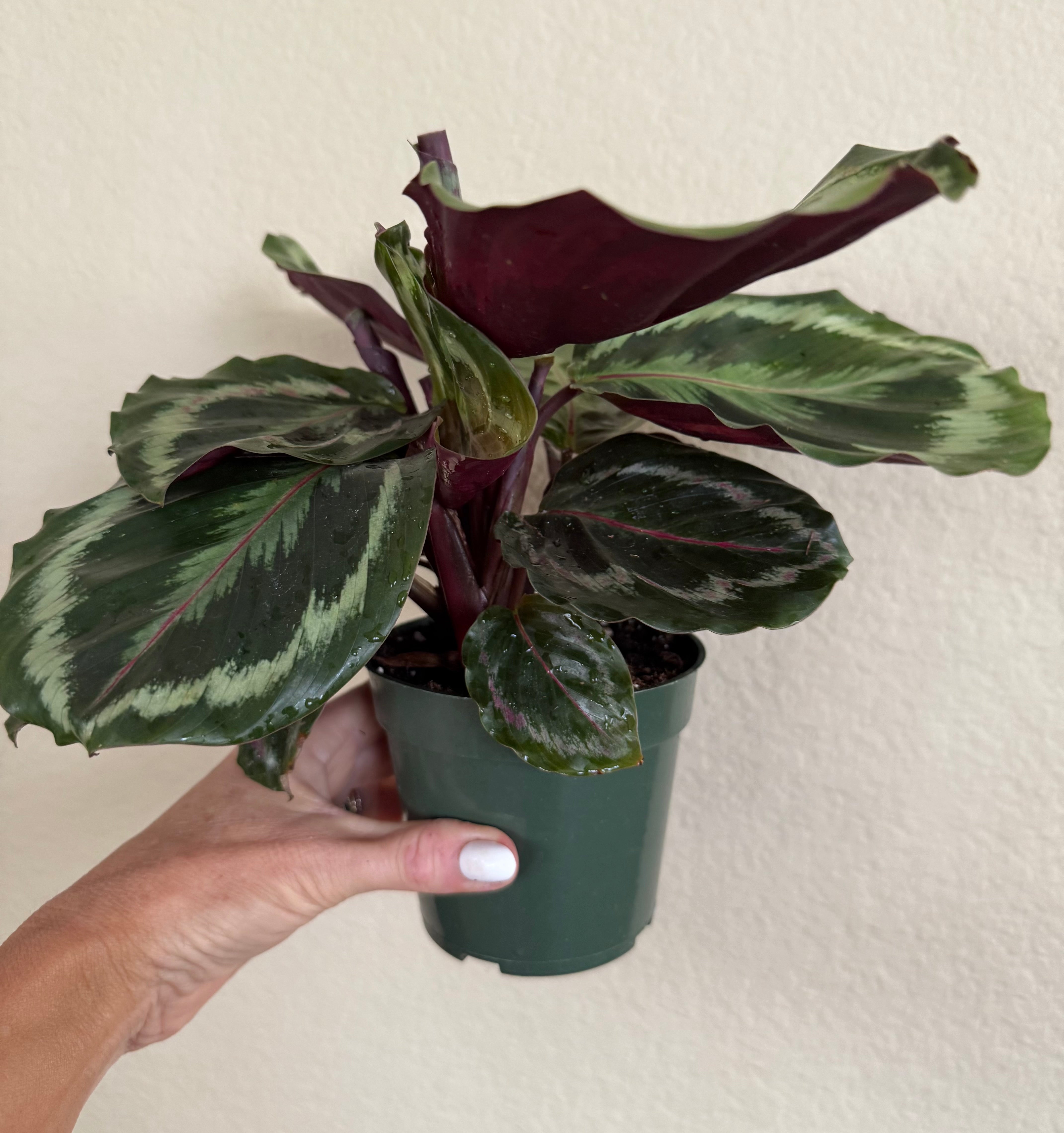 Calathea Roseopicta 'Medallion'