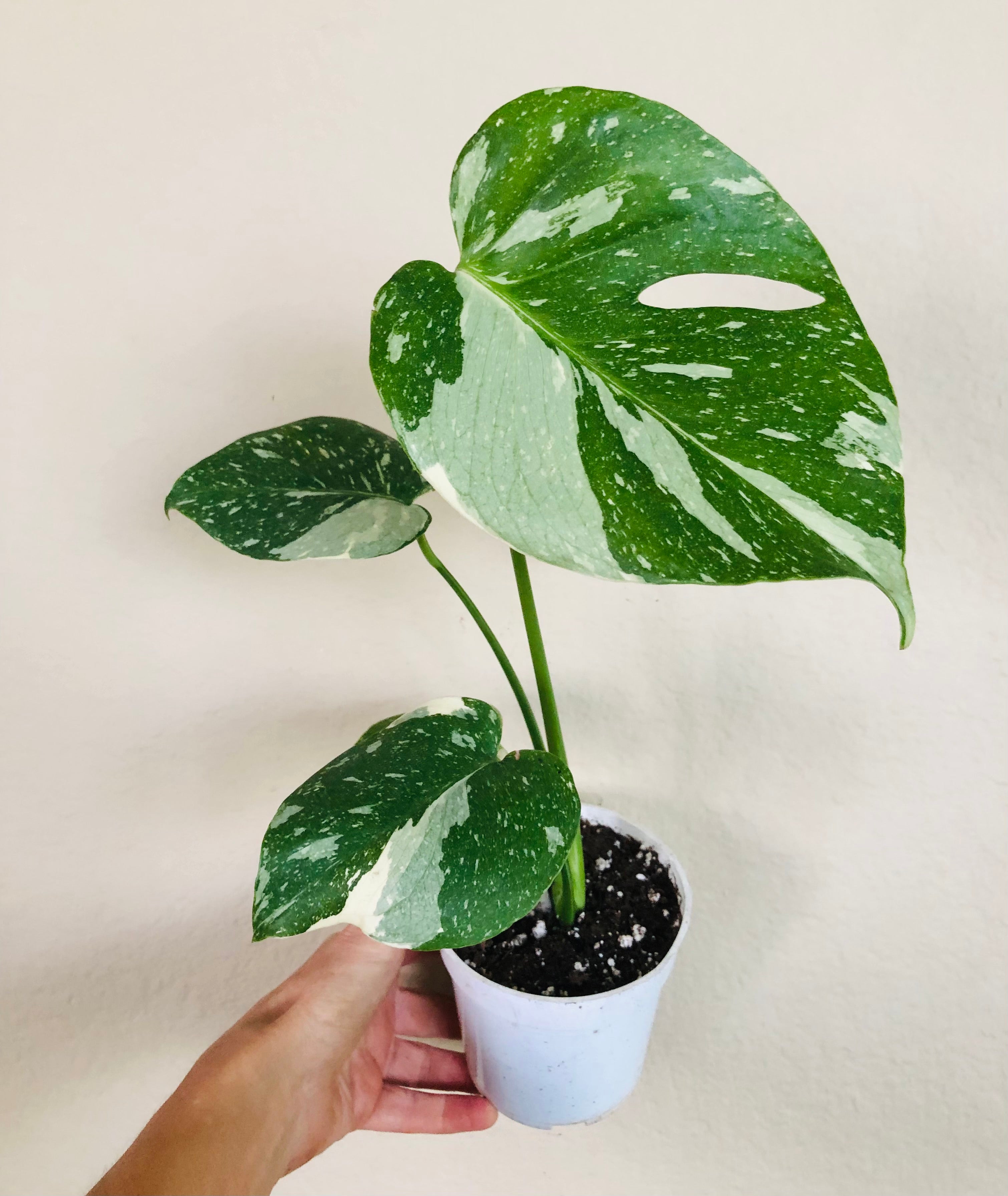 Monstera Thai Constellation