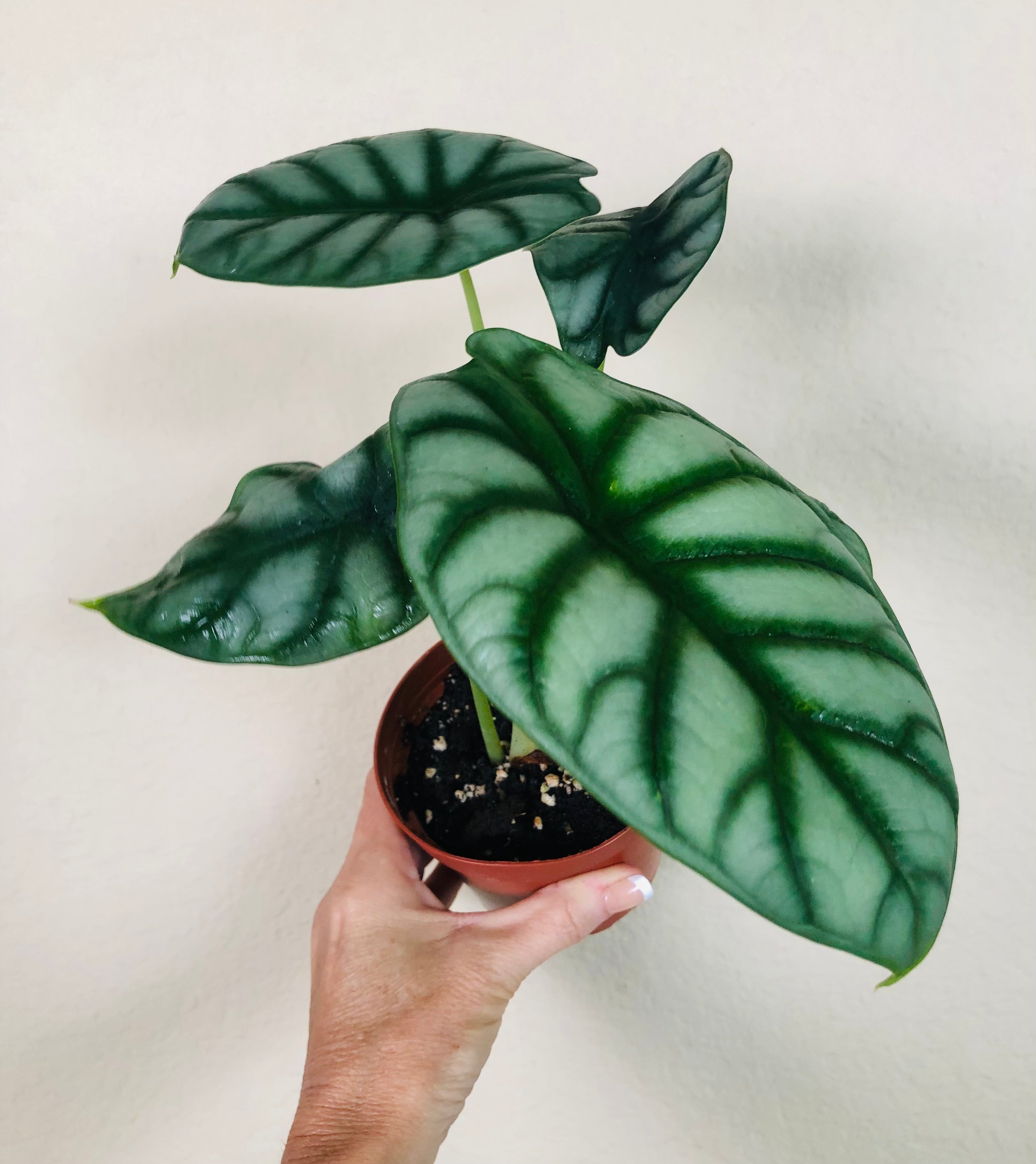 Alocasia Baginda 'Silver Dragon'