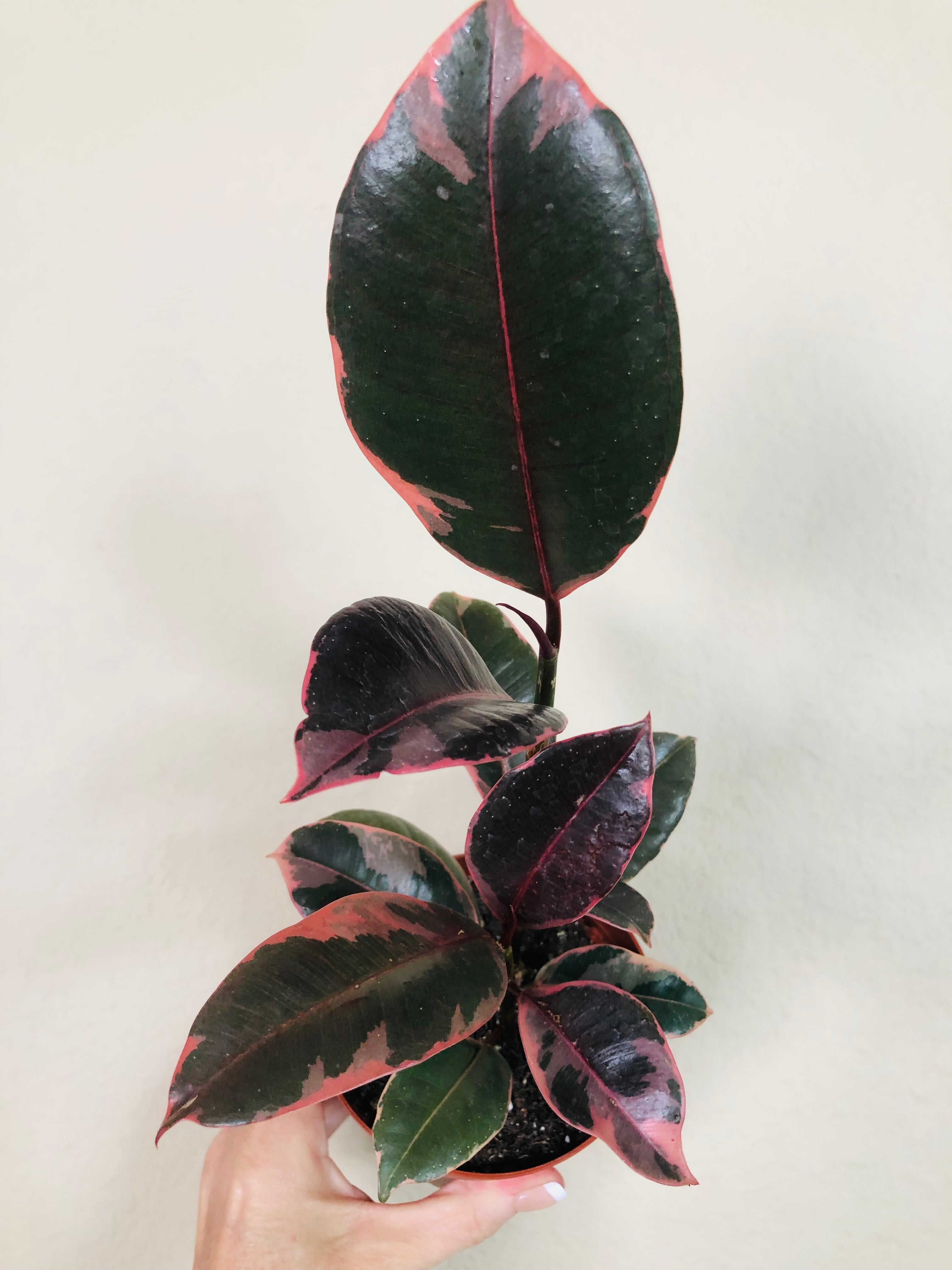 Ficus Decora 'Ruby'