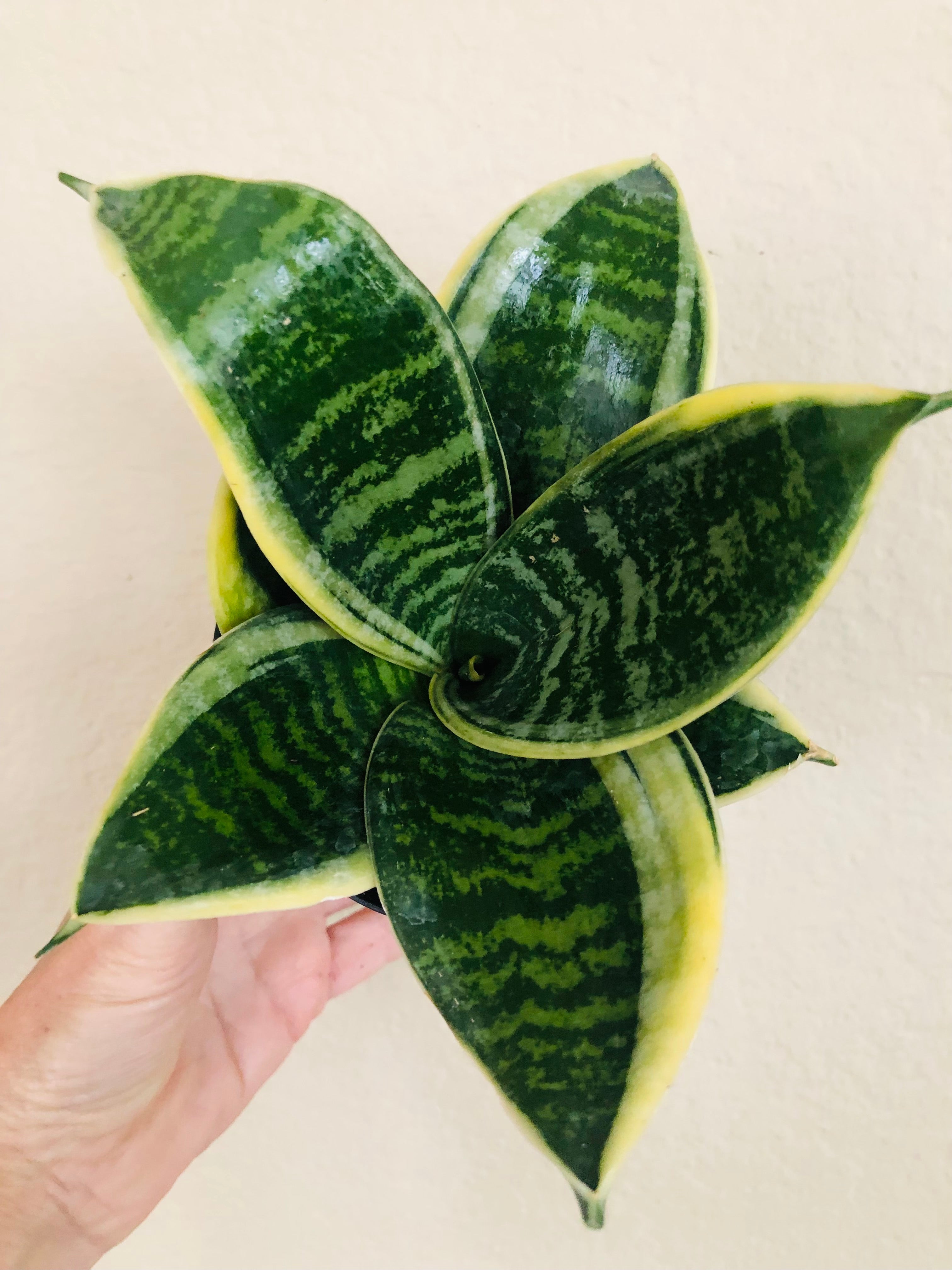 Sansevieria Hahnii 'Ocean Star'