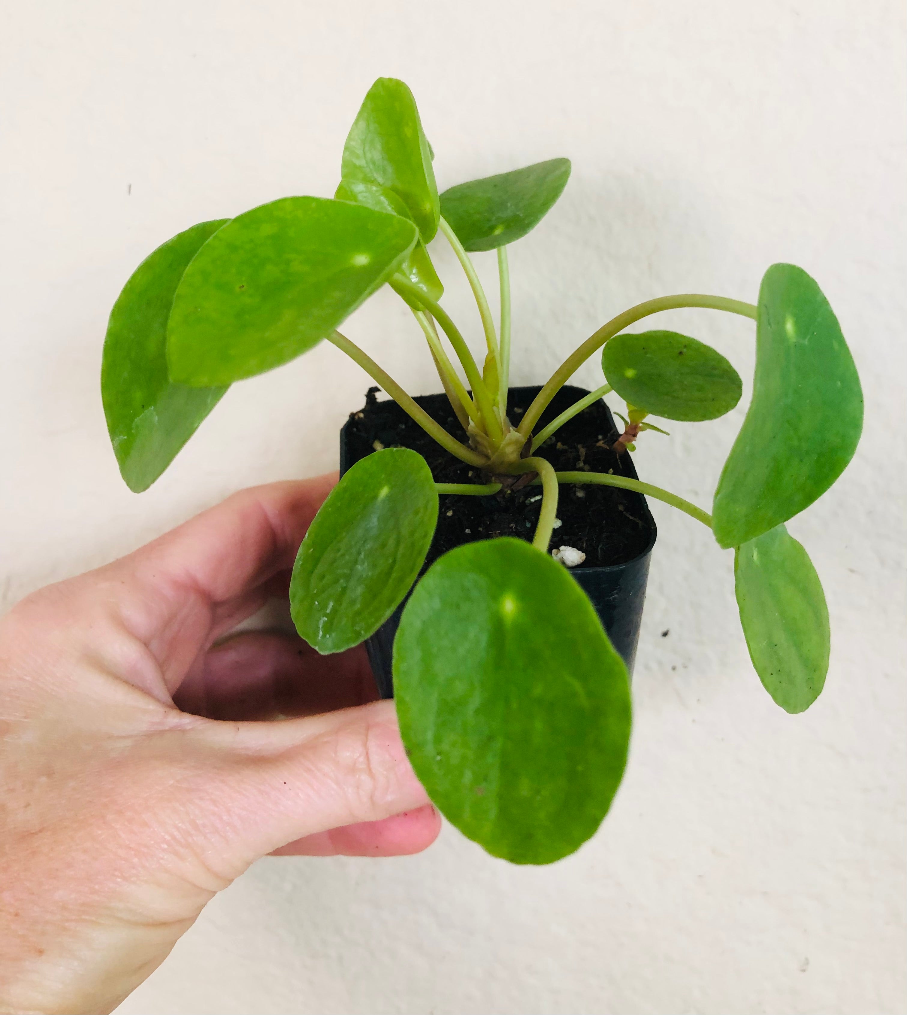 Pilea Peperomioides