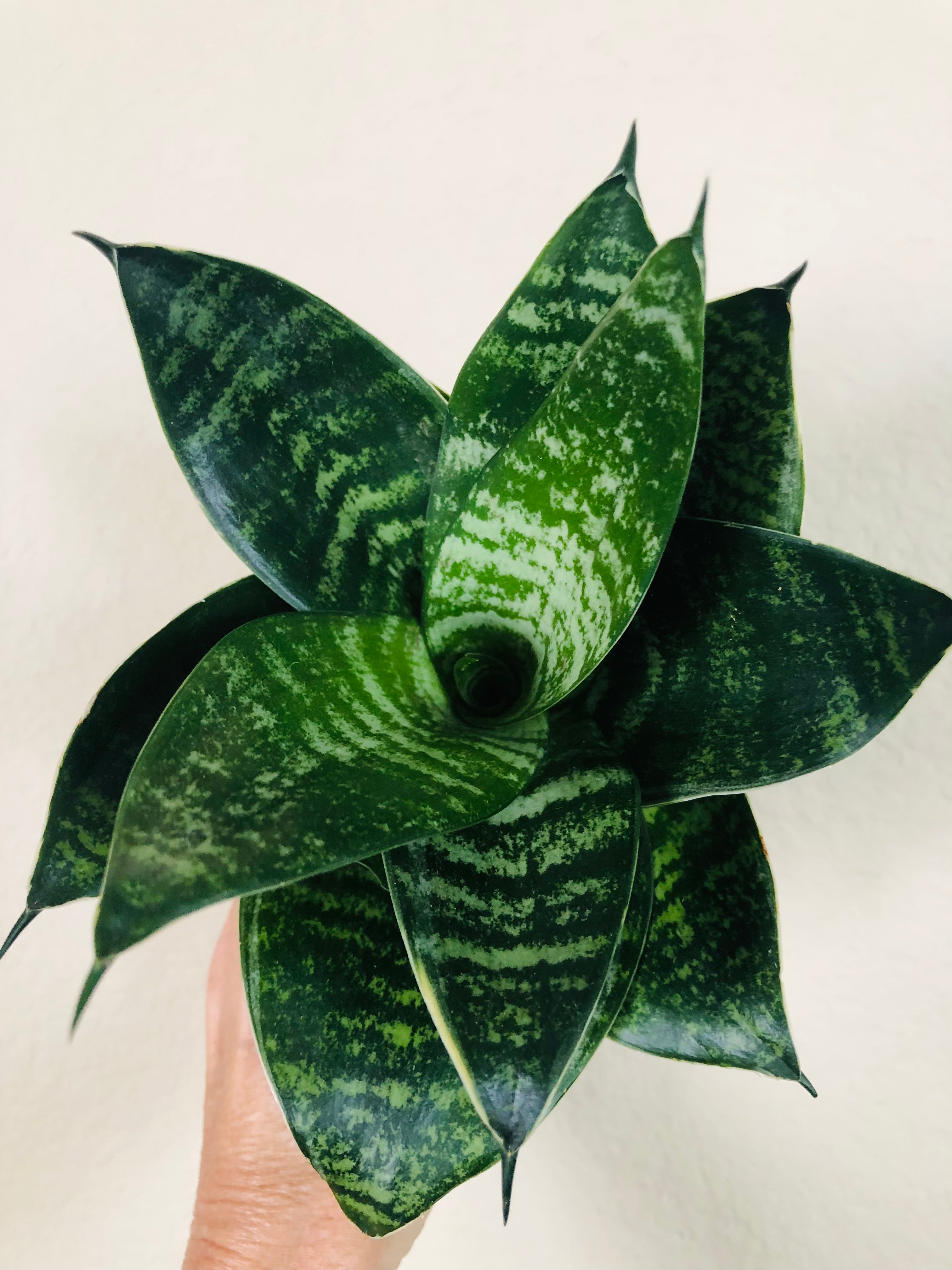 Sansevieria Hahnii 'Forest Star'