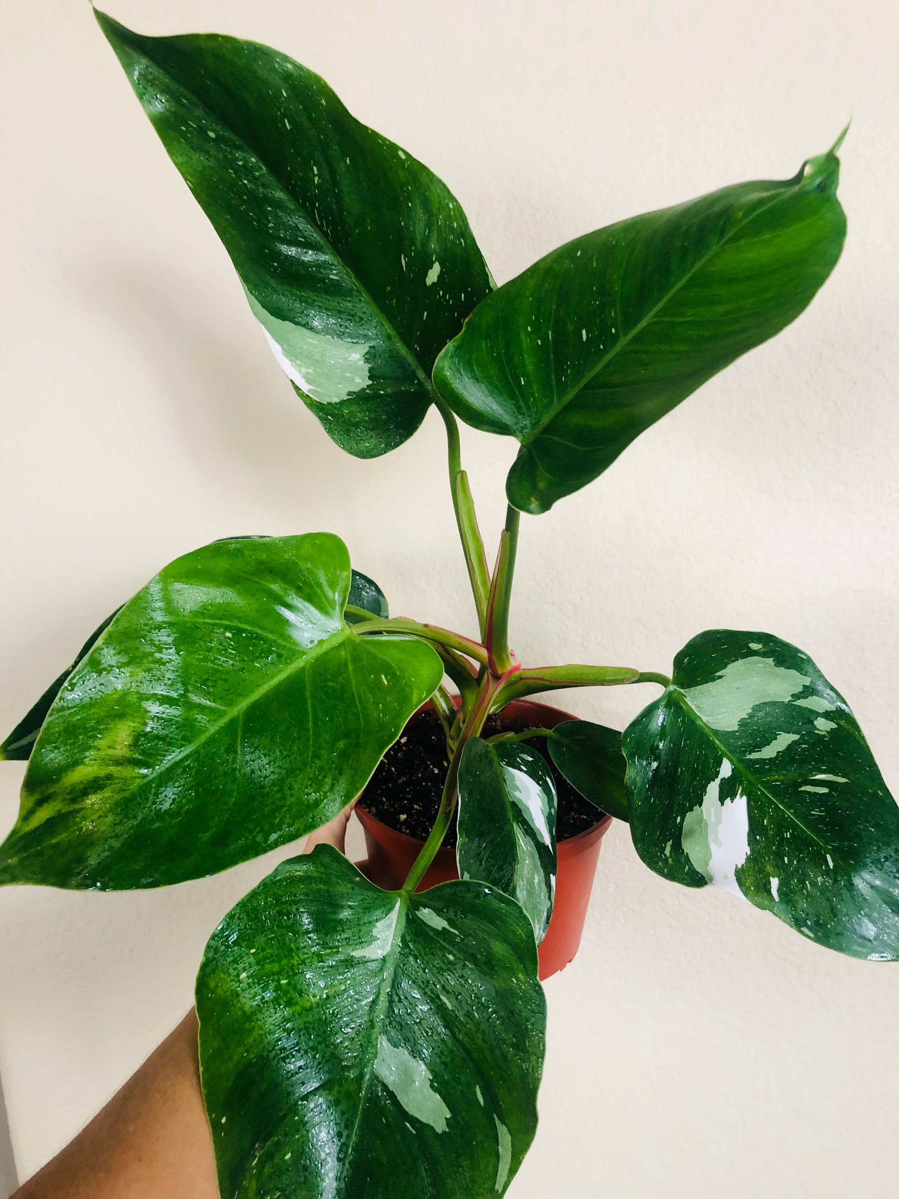 Philodendron 'White Princess'