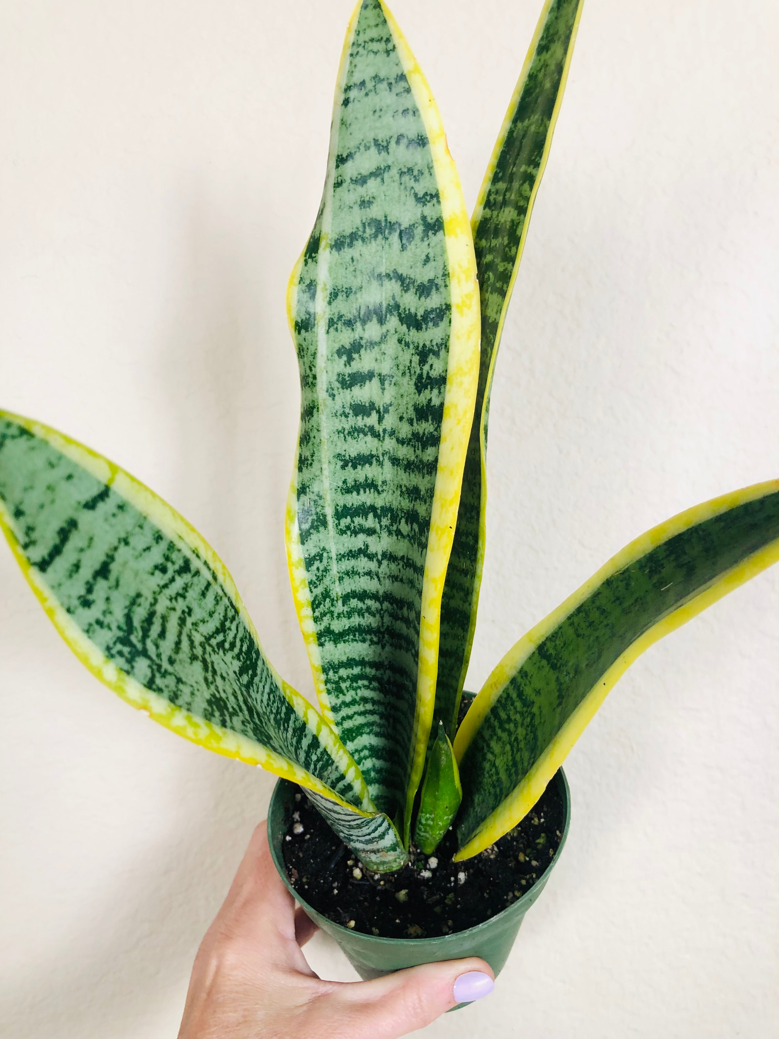 Sansevieria Trifasciata 'Laurentii'