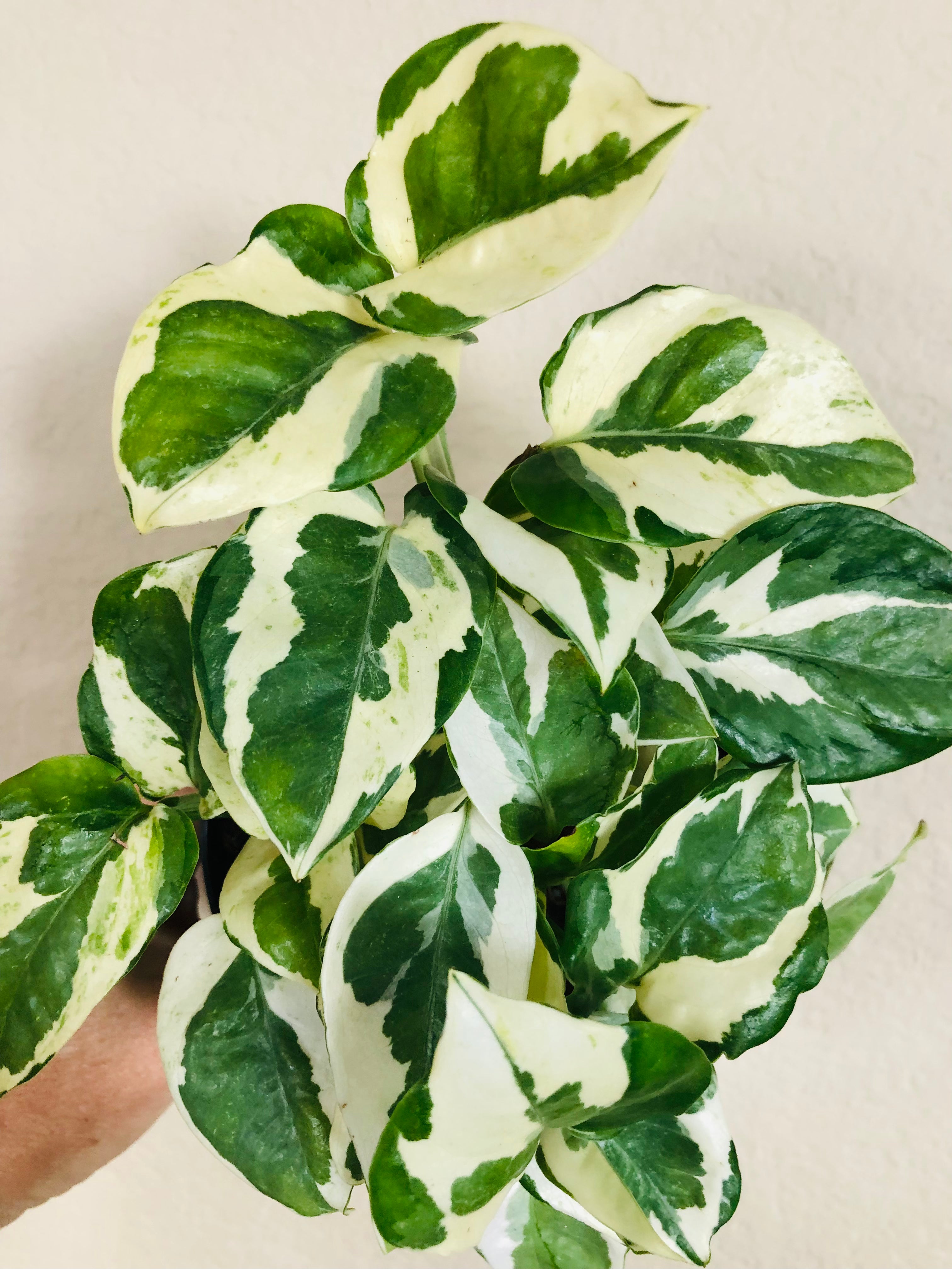 Pothos 'N'joy'