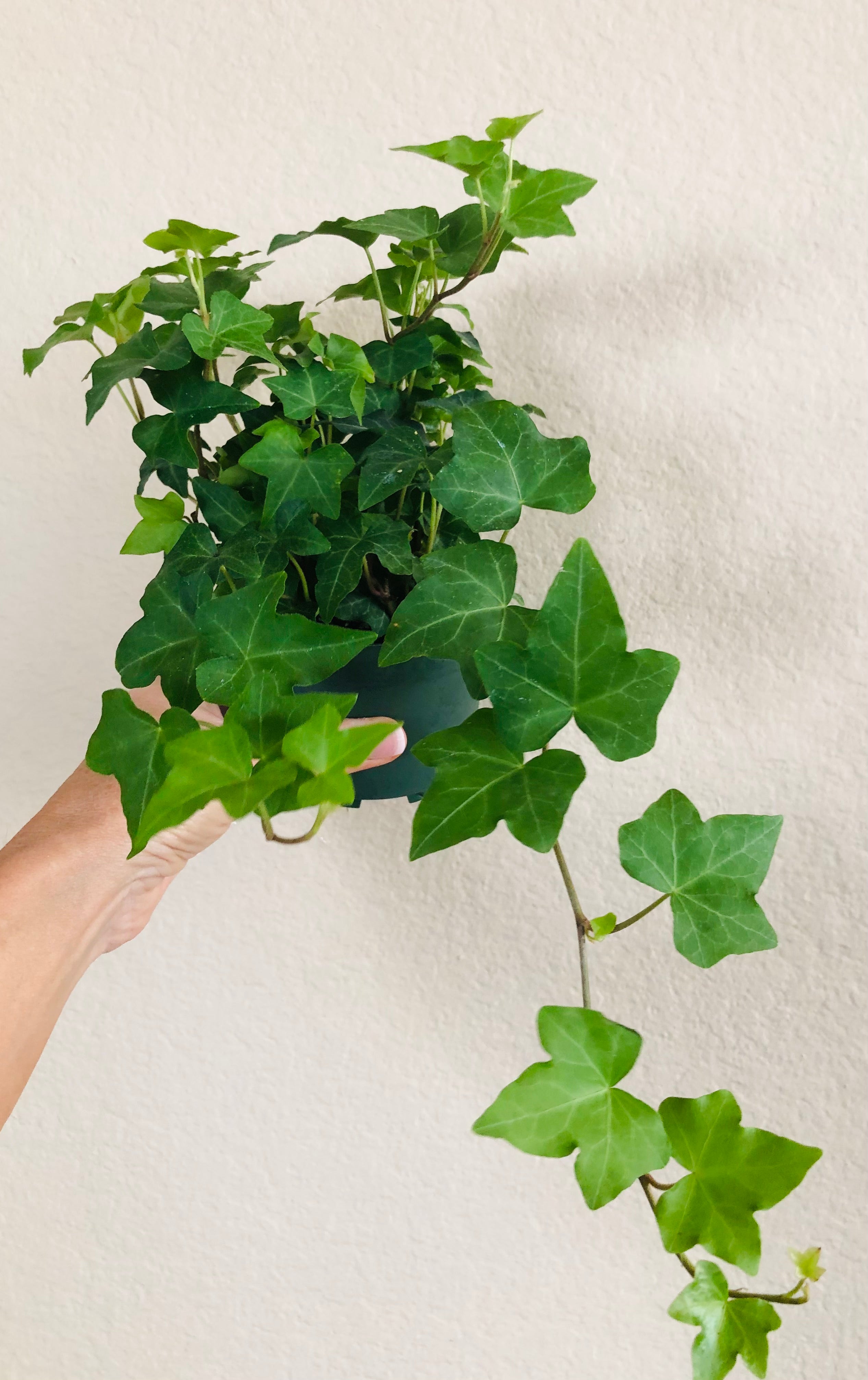 Ivy 'Green California'
