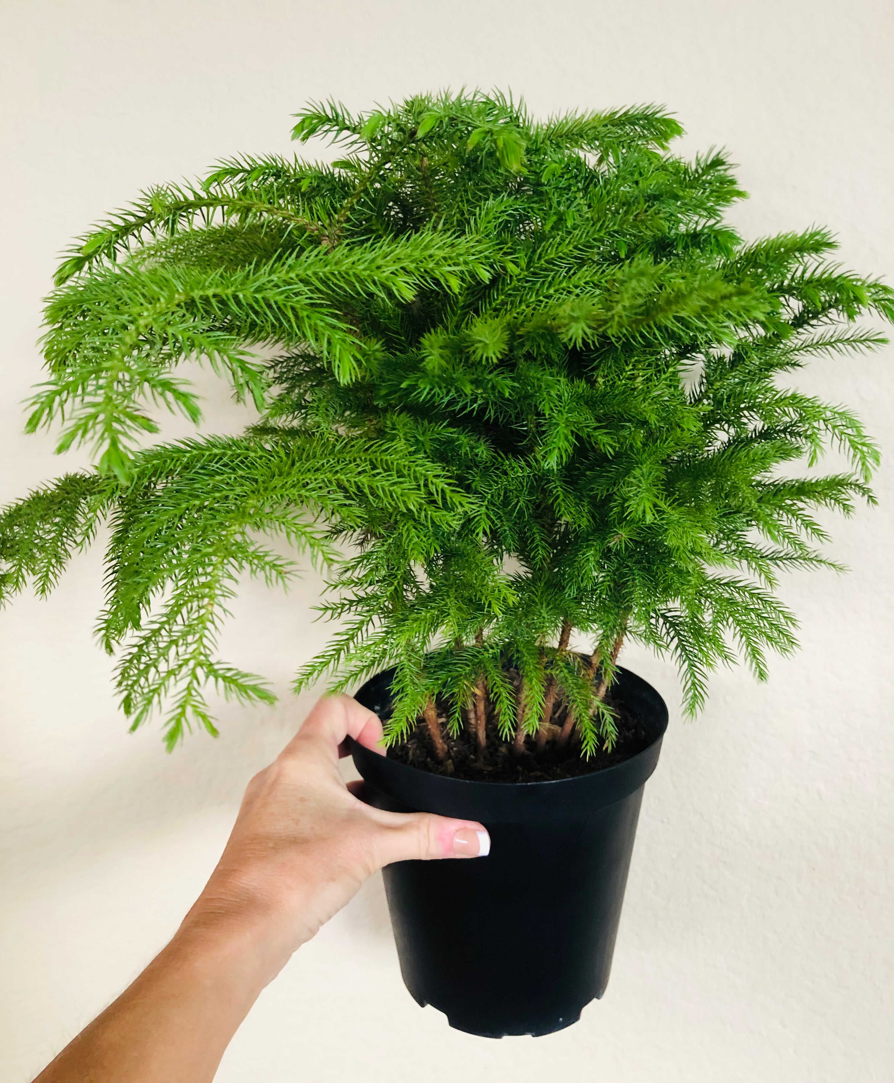 Norfolk Pine