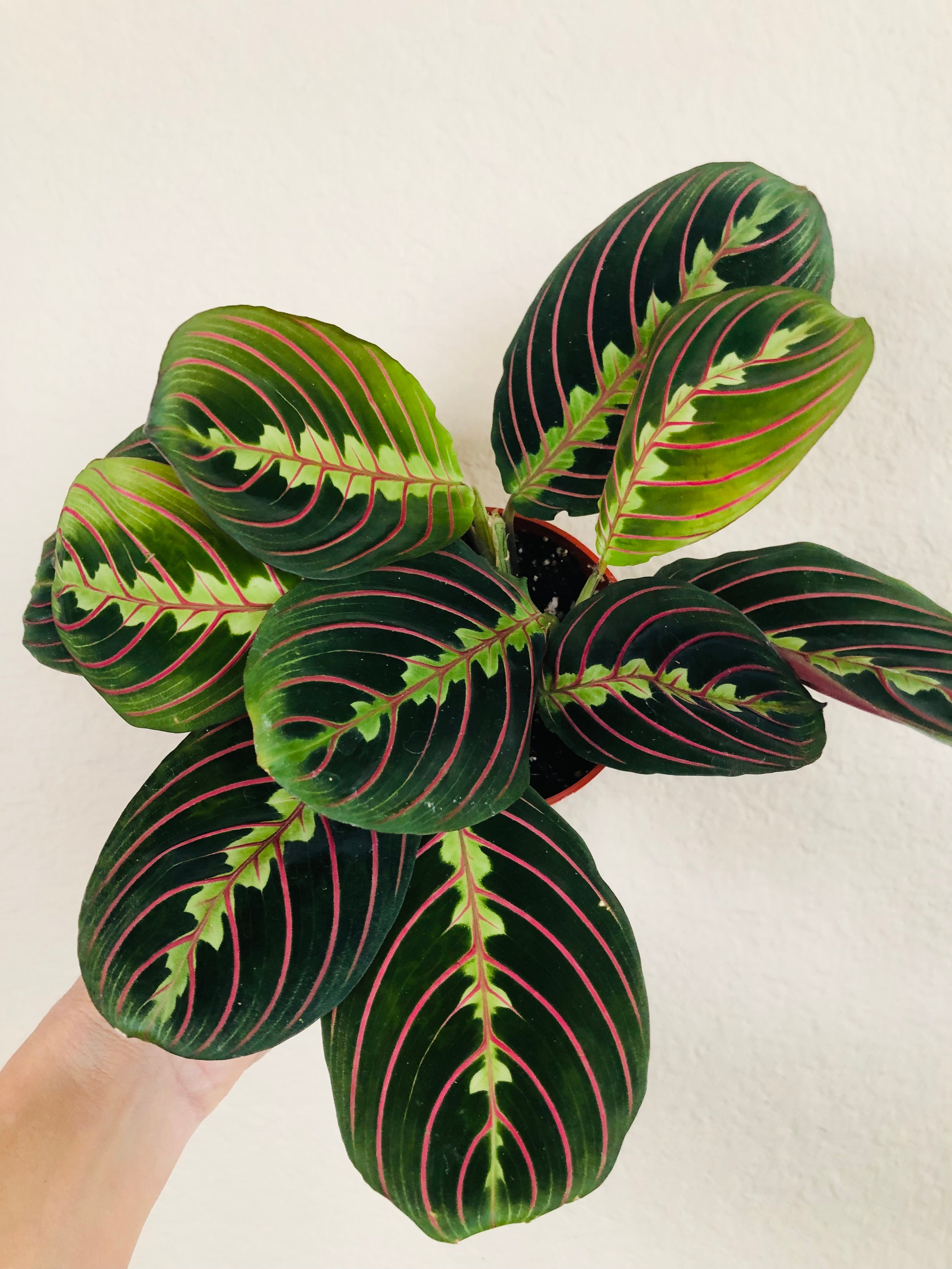 Maranta 'Red'