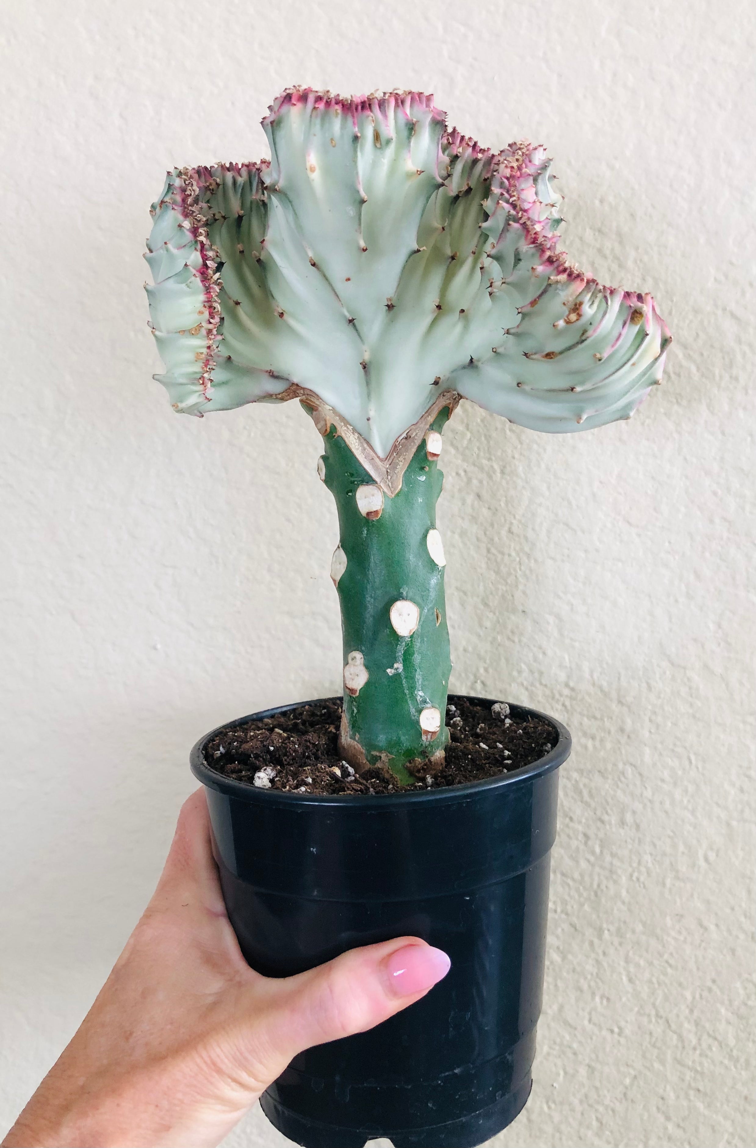 Euphorbia lactea Cristata 'Coral Cactus'