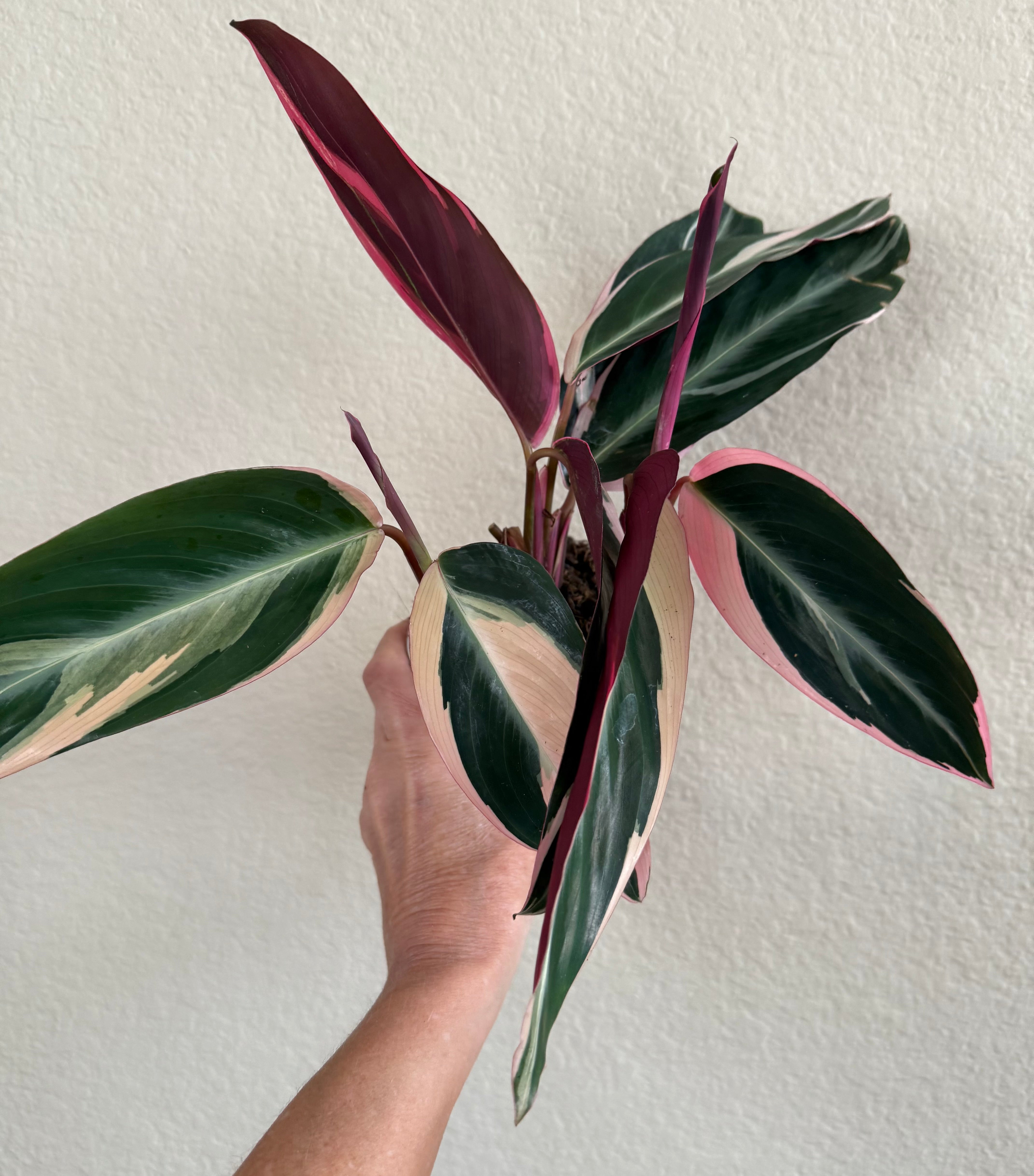 Stromanthe Triostar