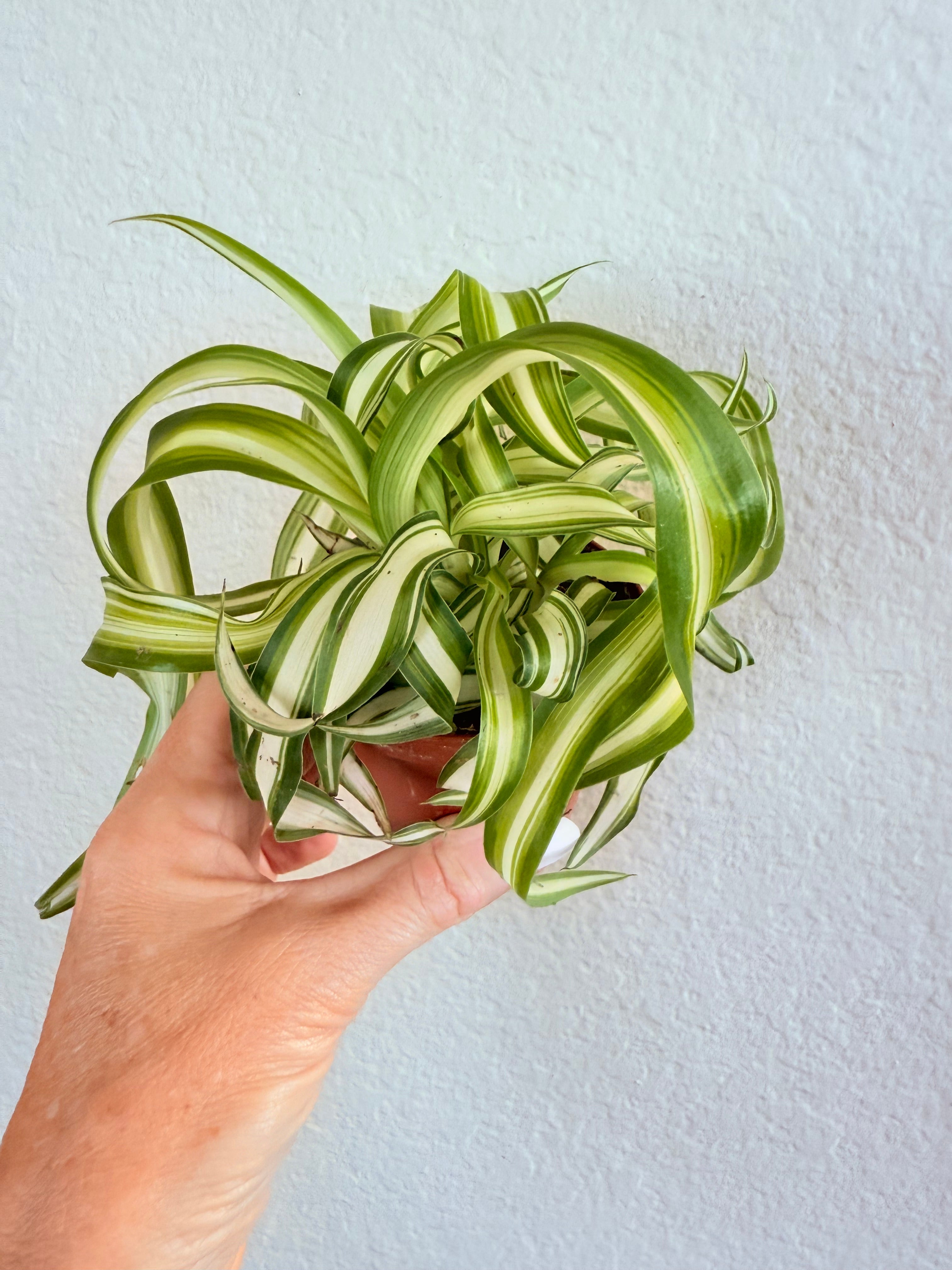 Spider Plant 'Bonnie'