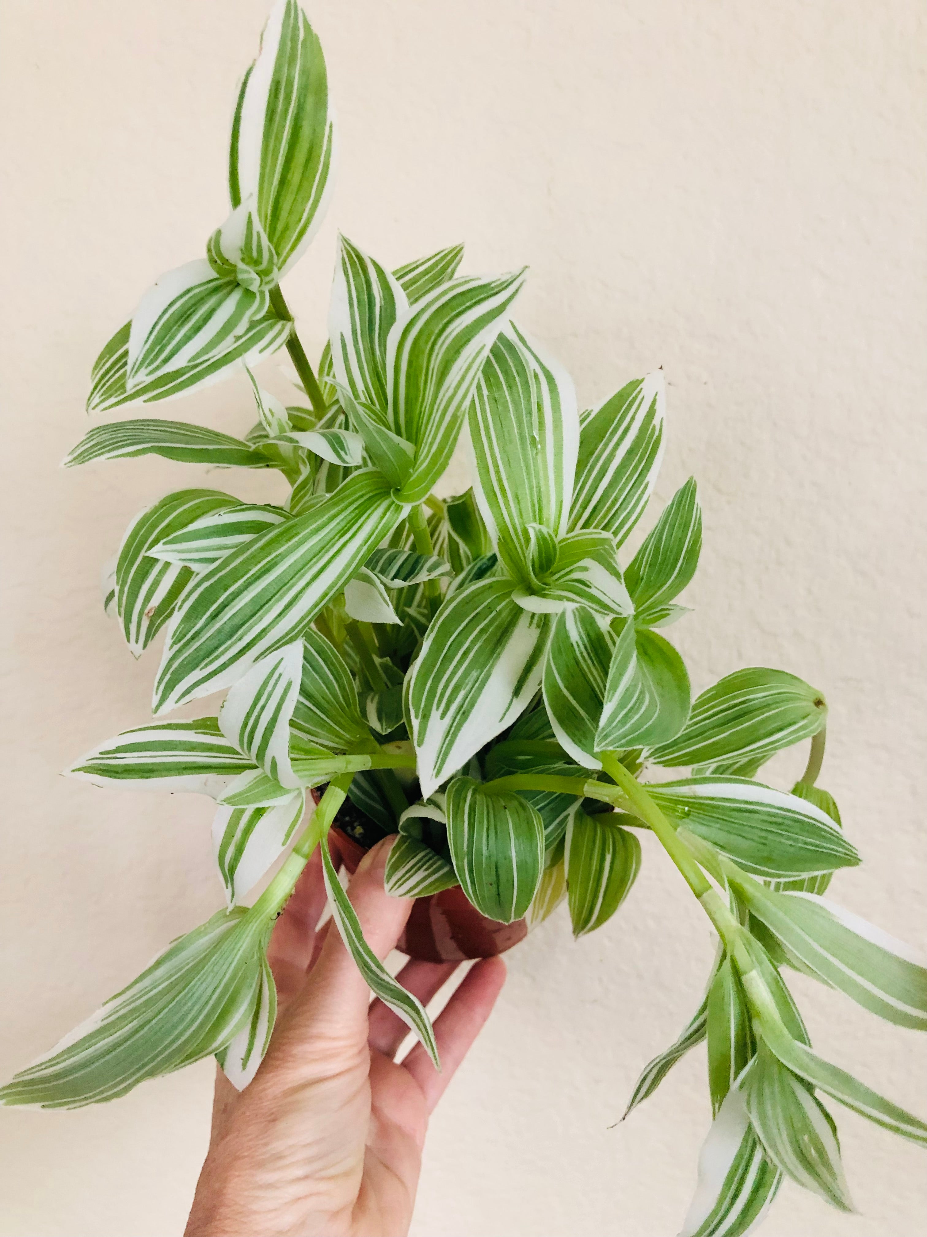 Tradescantia 'Albovittata'