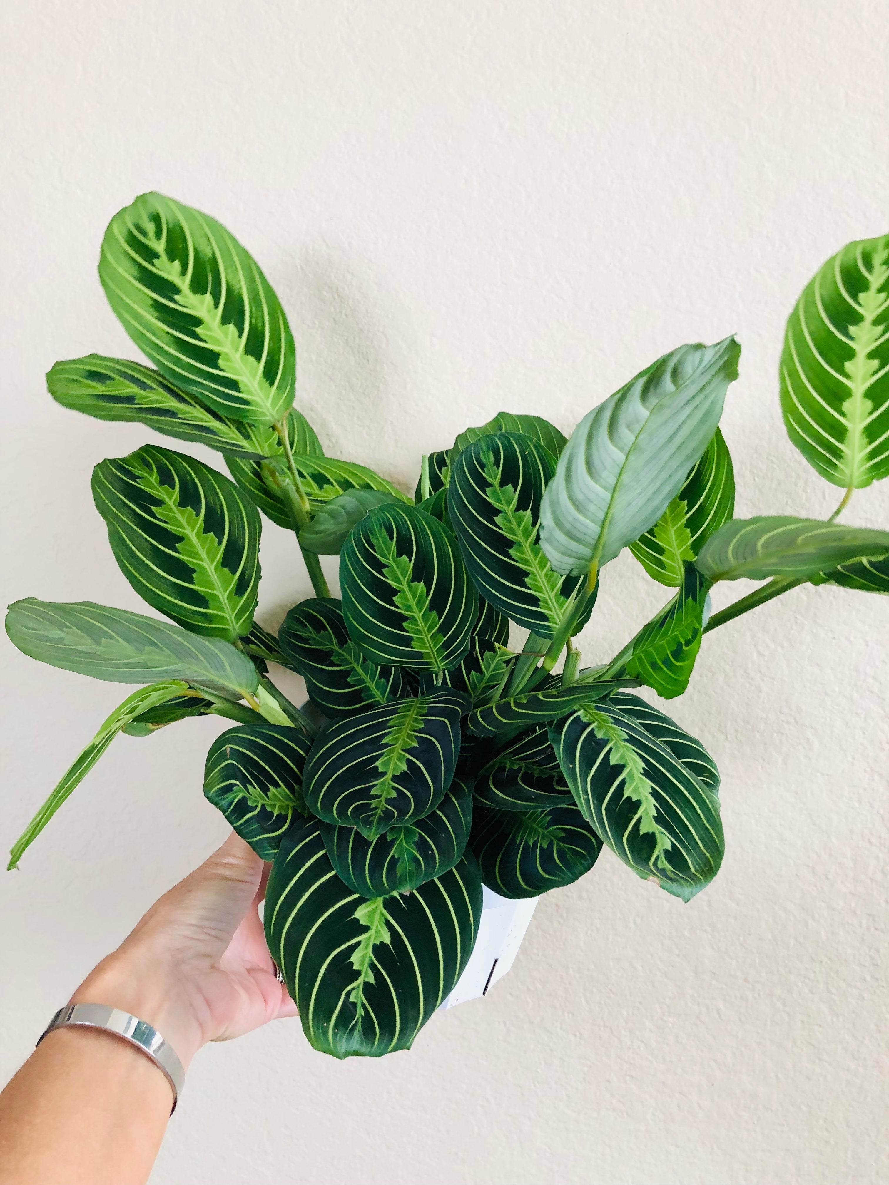 Maranta 'Lemon Lime'