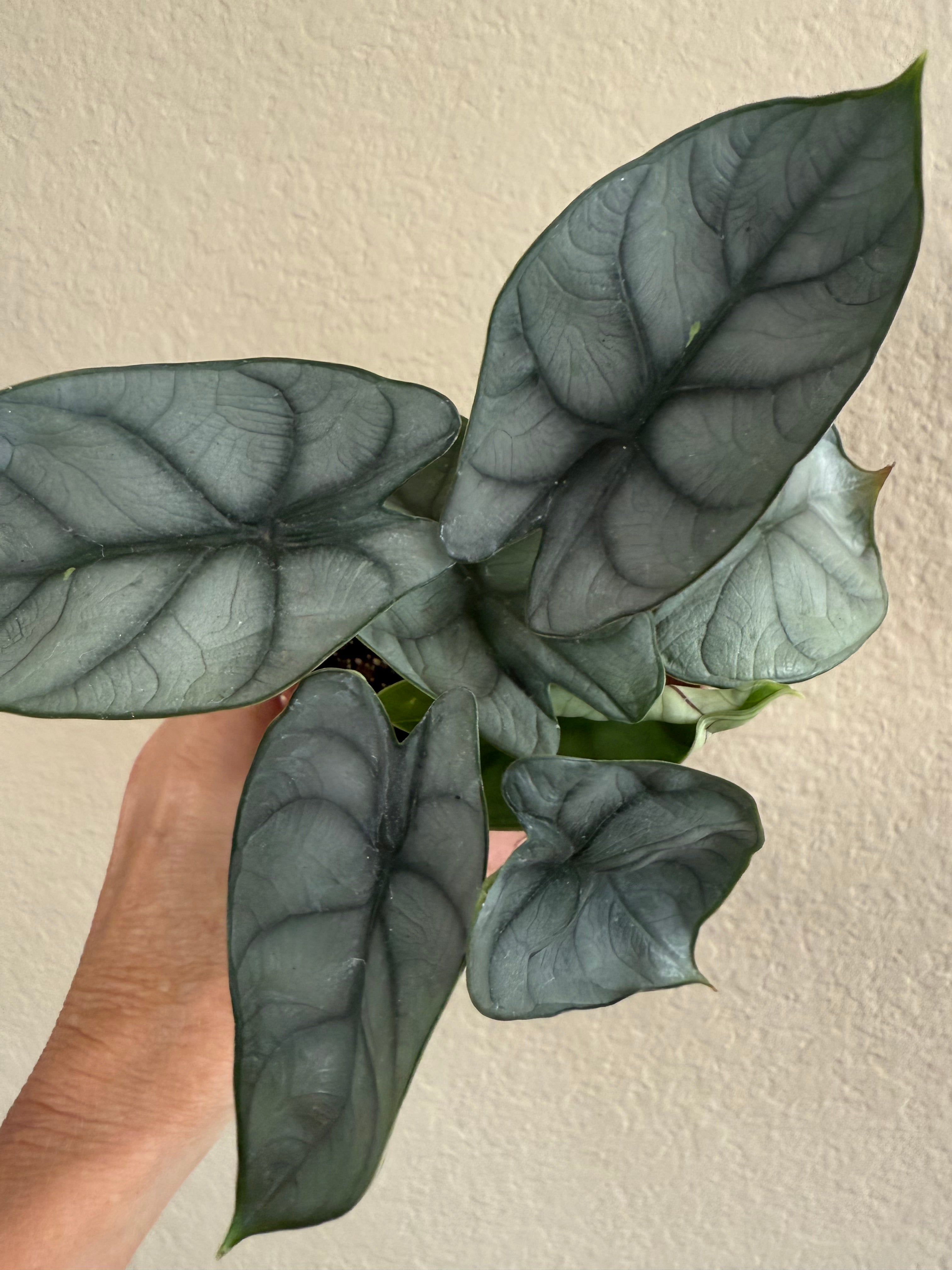 Alocasia Baginda 'Silver Dragon'