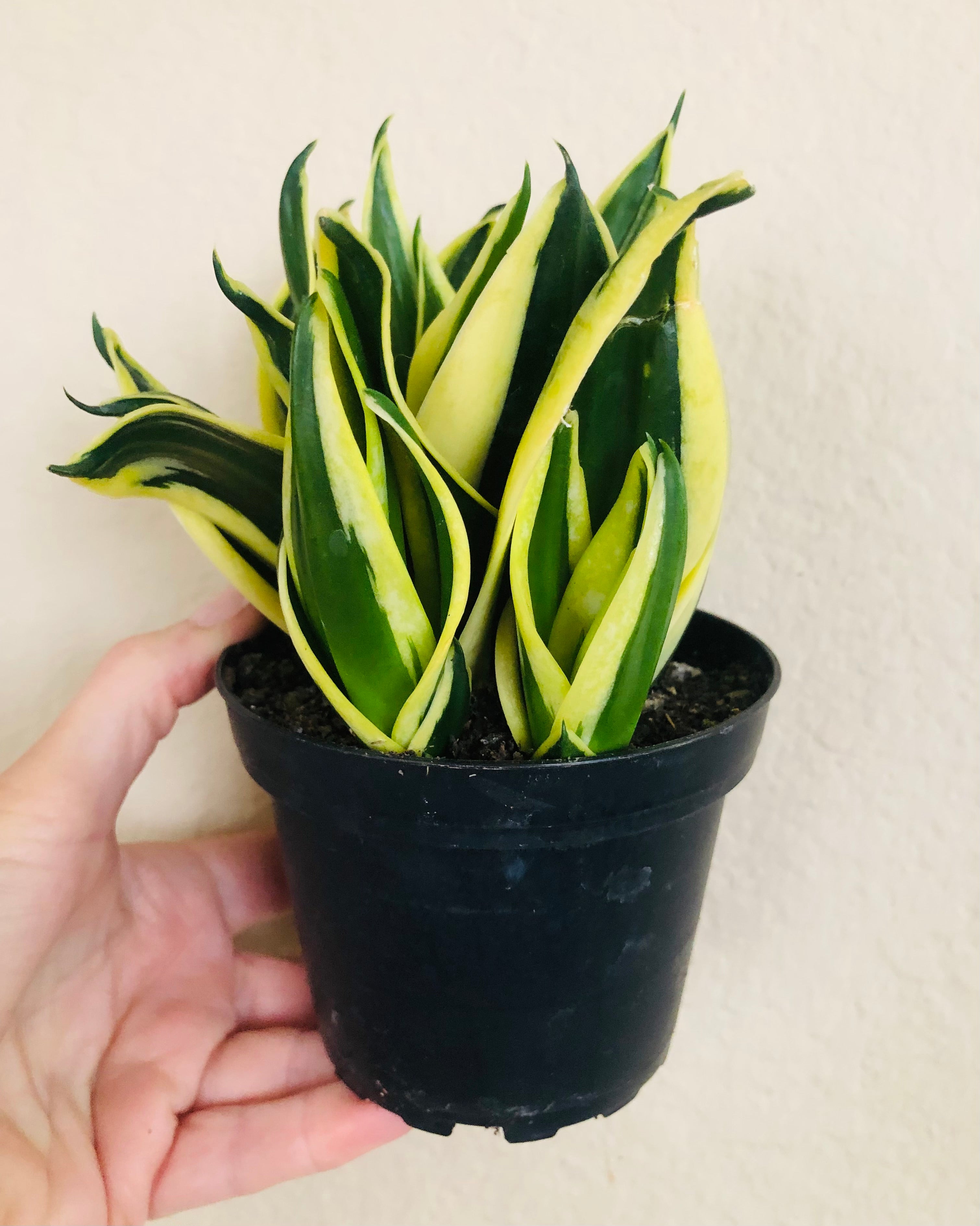 Sansevieria Hahnii 'Black Star'