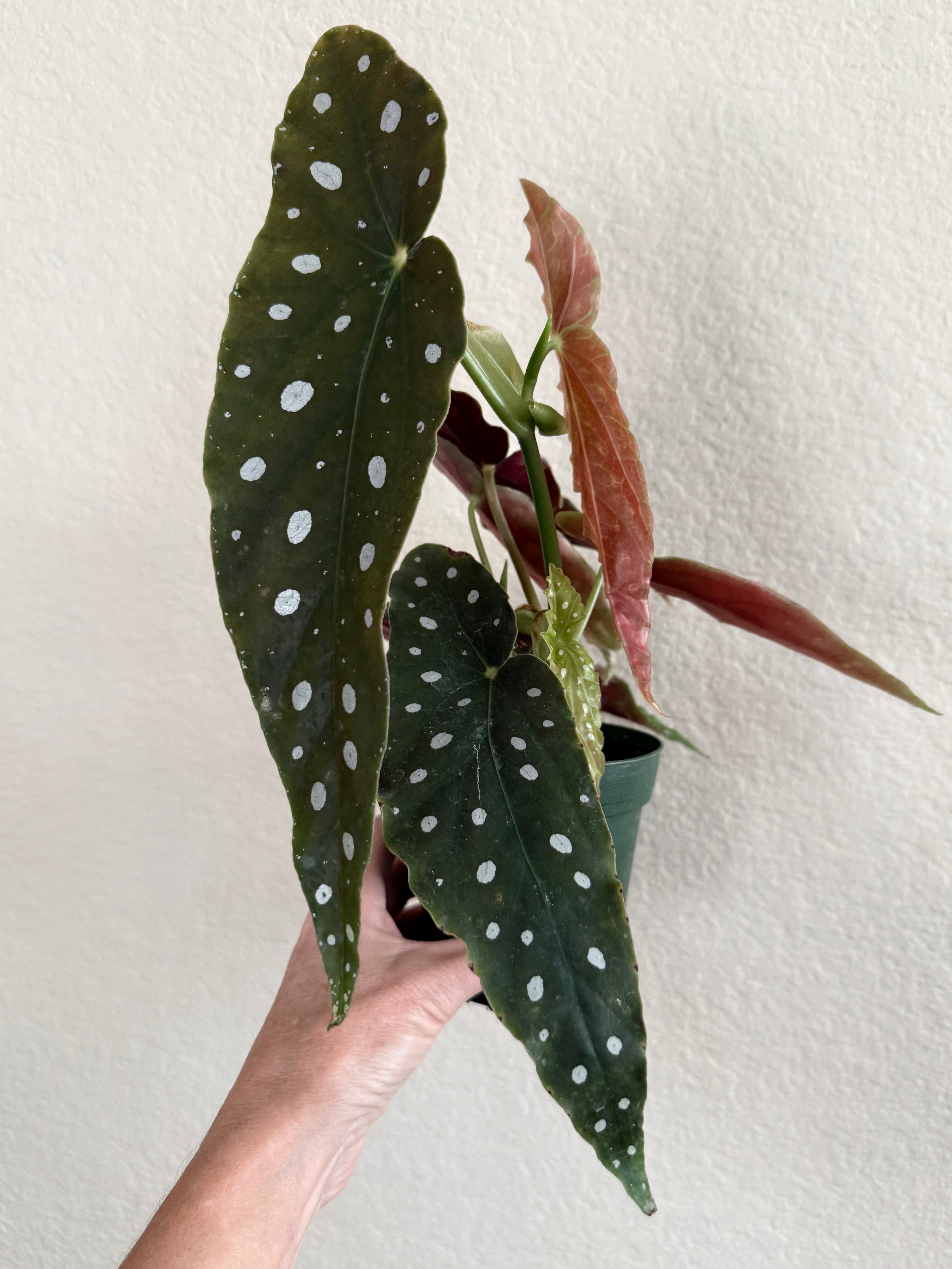 Begonia 'Maculata'