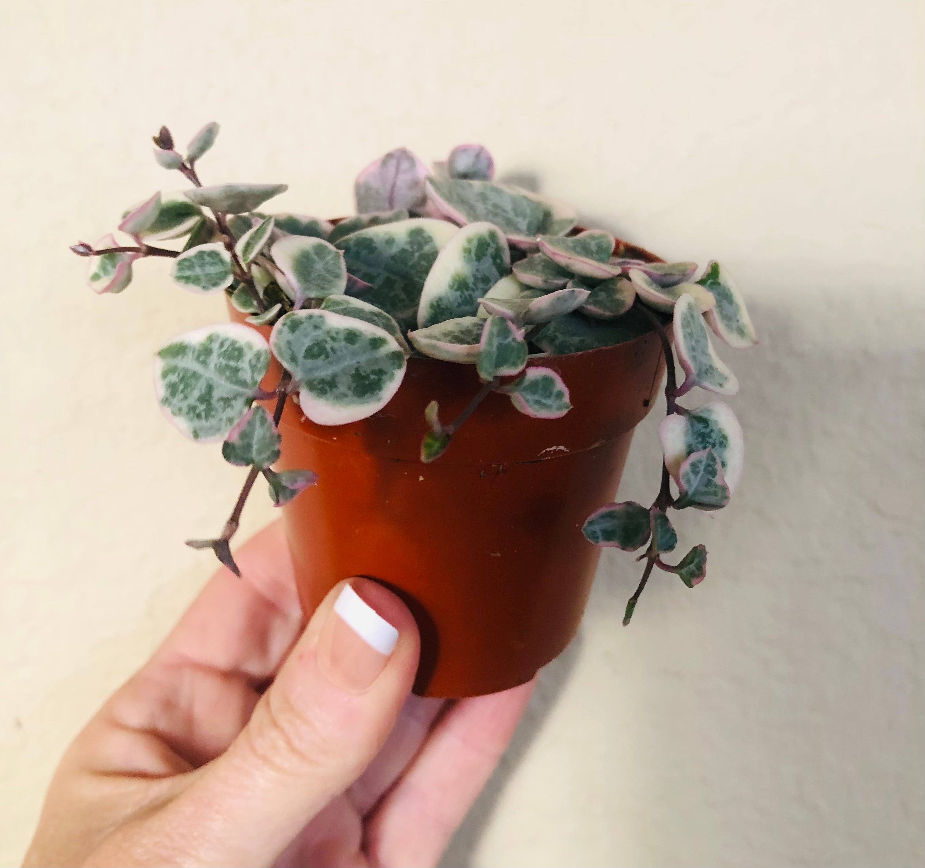 Variegated String Of Hearts
