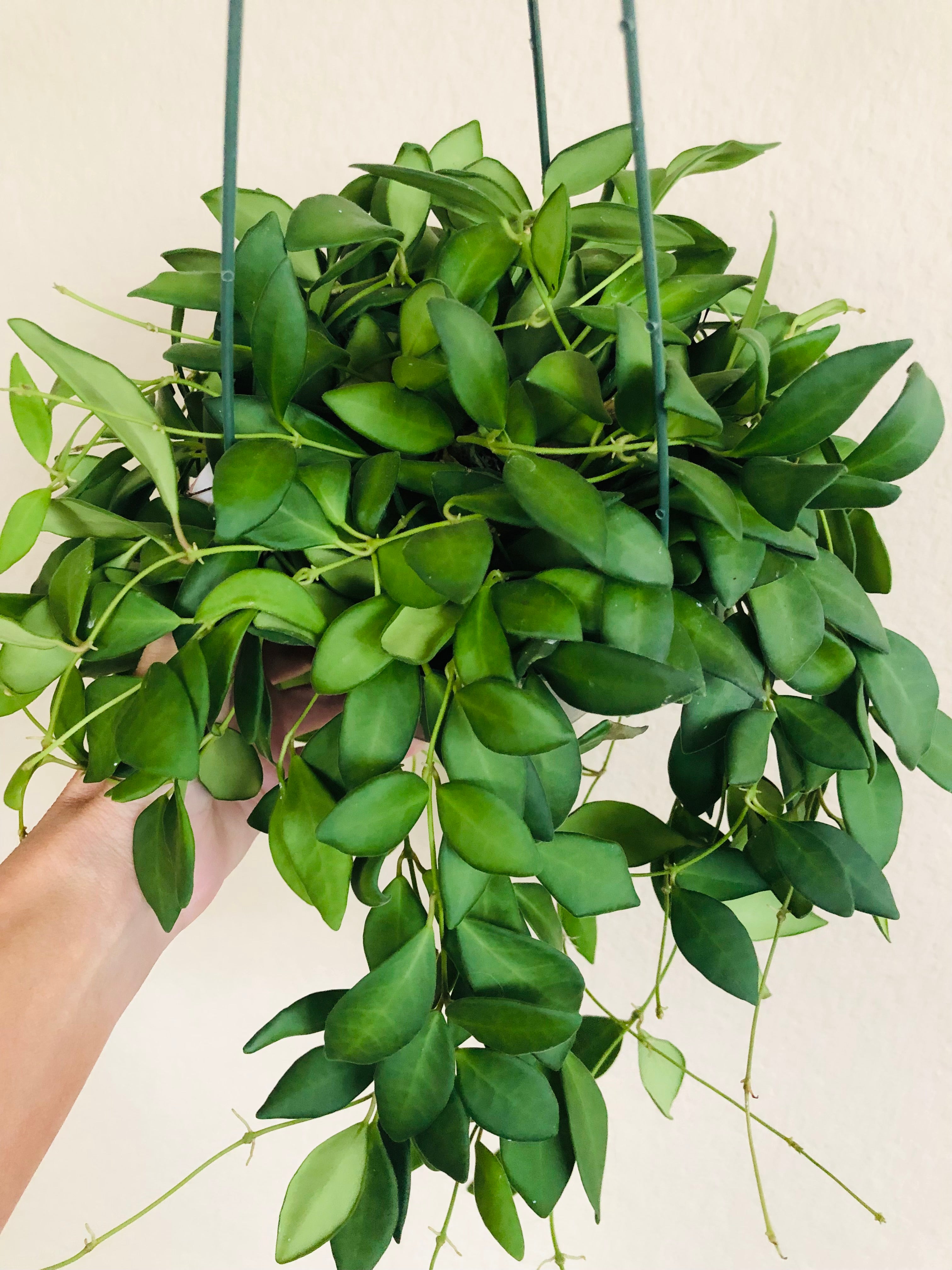 Hoya Burtoniae