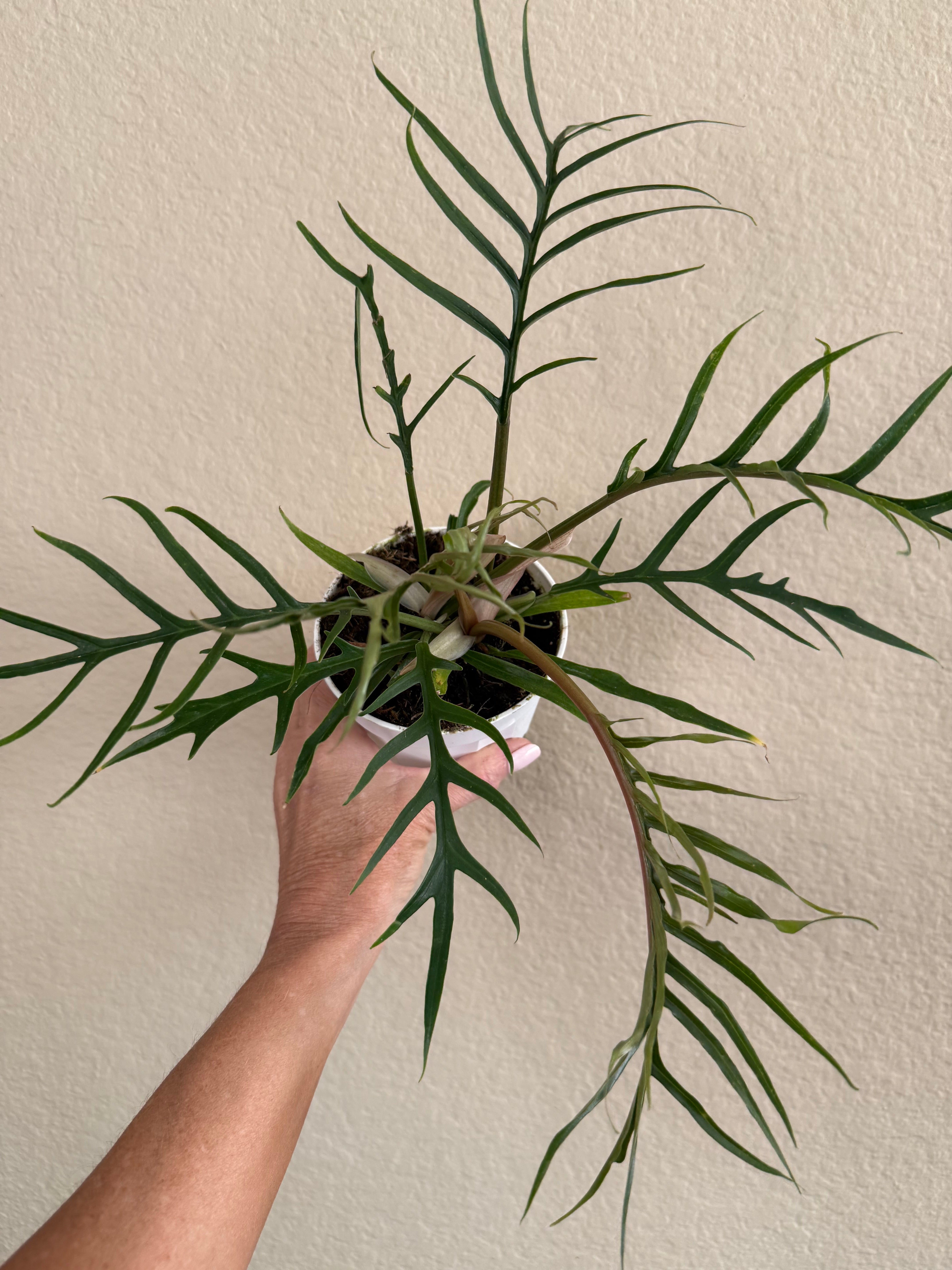 Philodendron Tortum