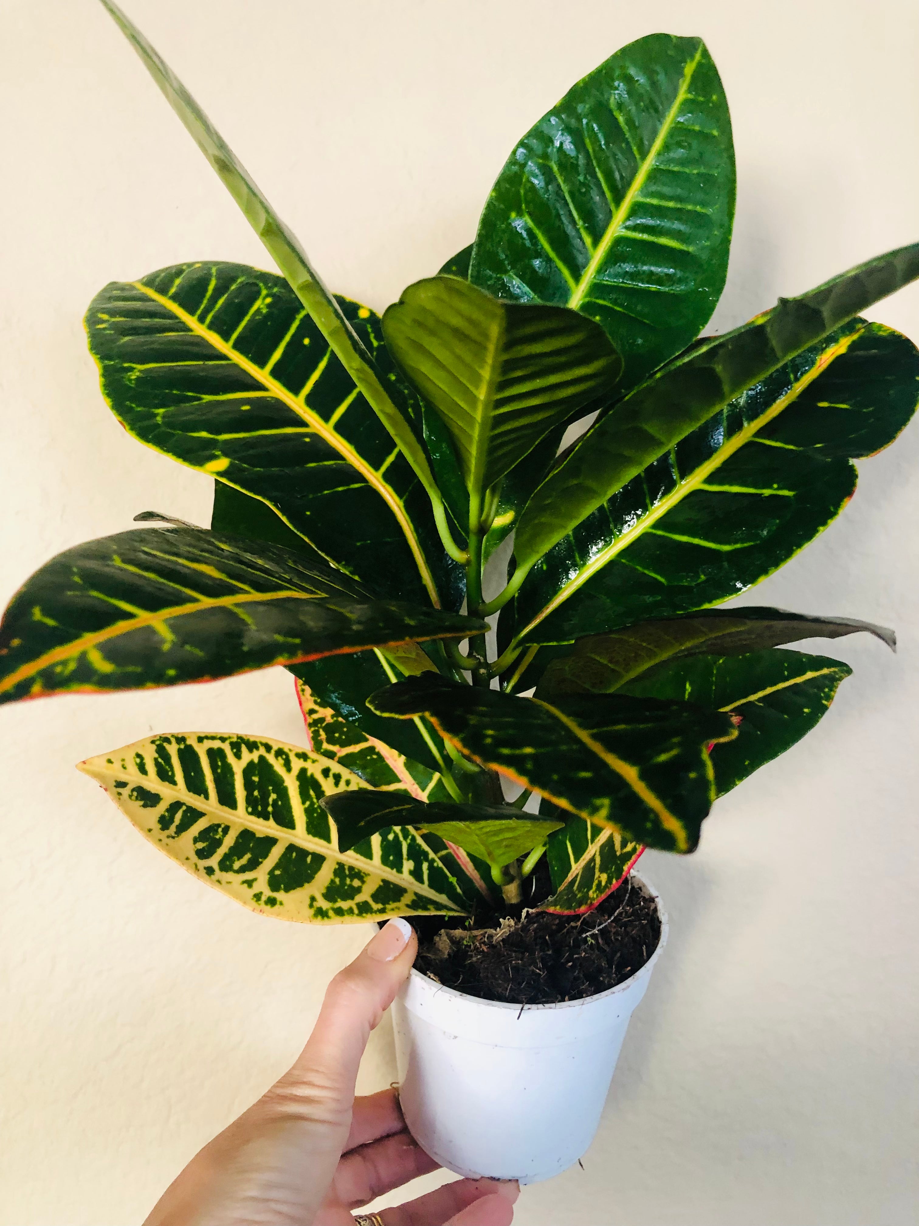 Croton Petra 'Joseph's Coat'