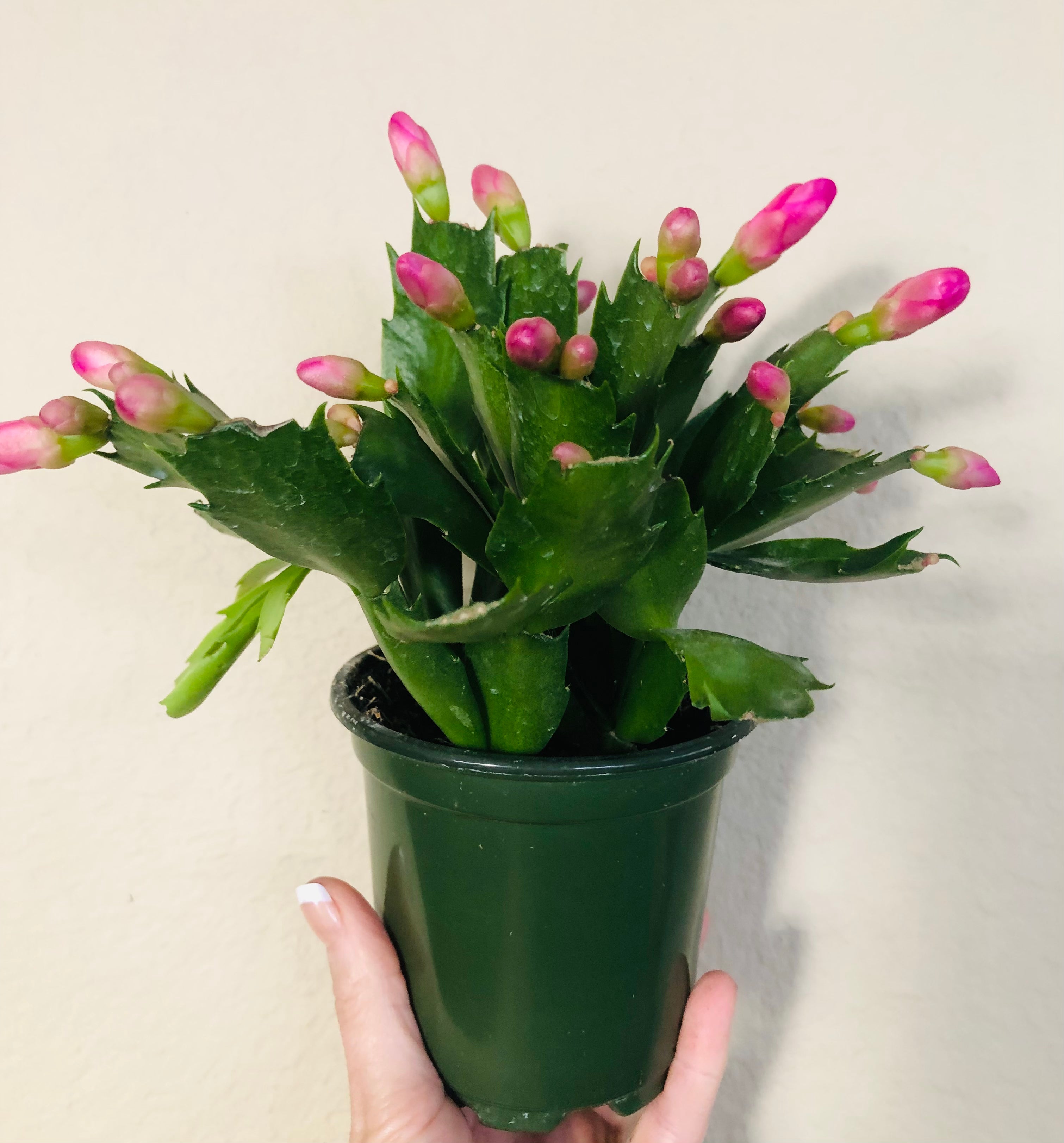 Holiday Cactus