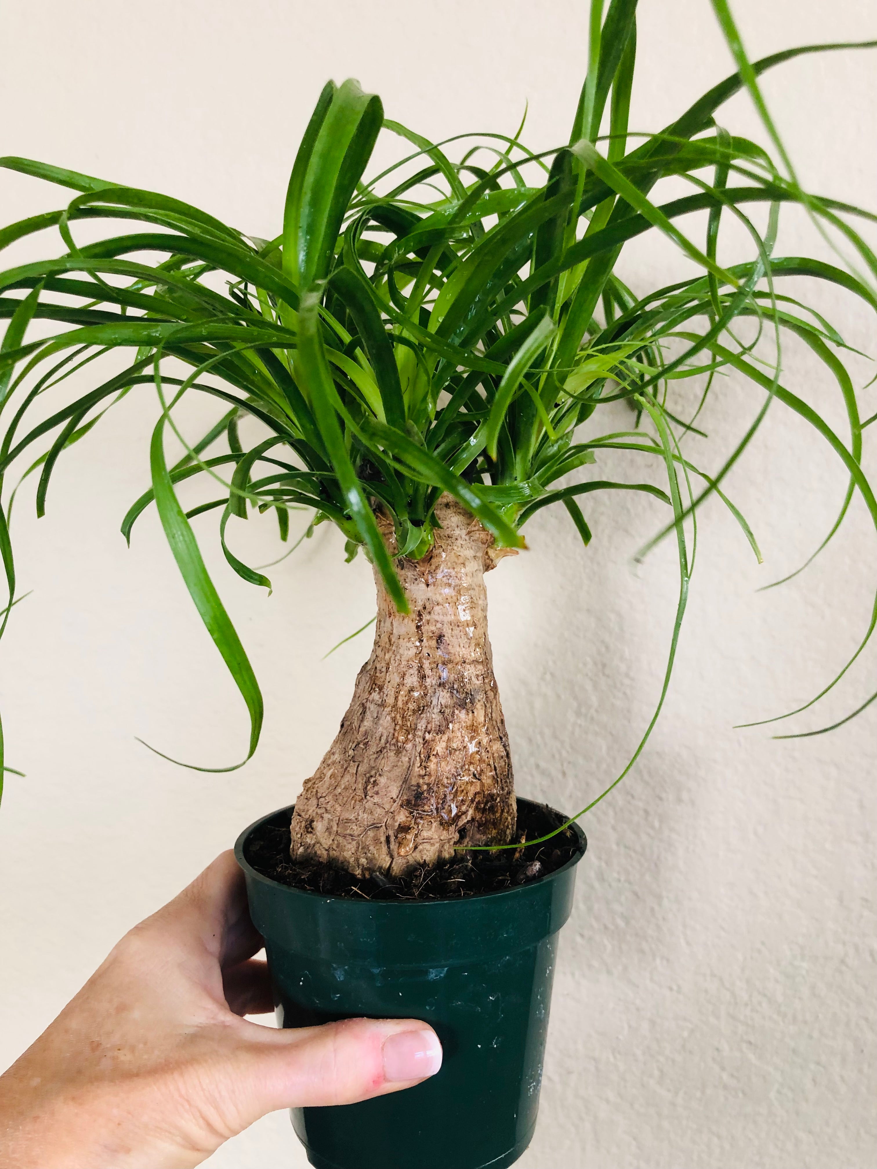Ponytail Palm